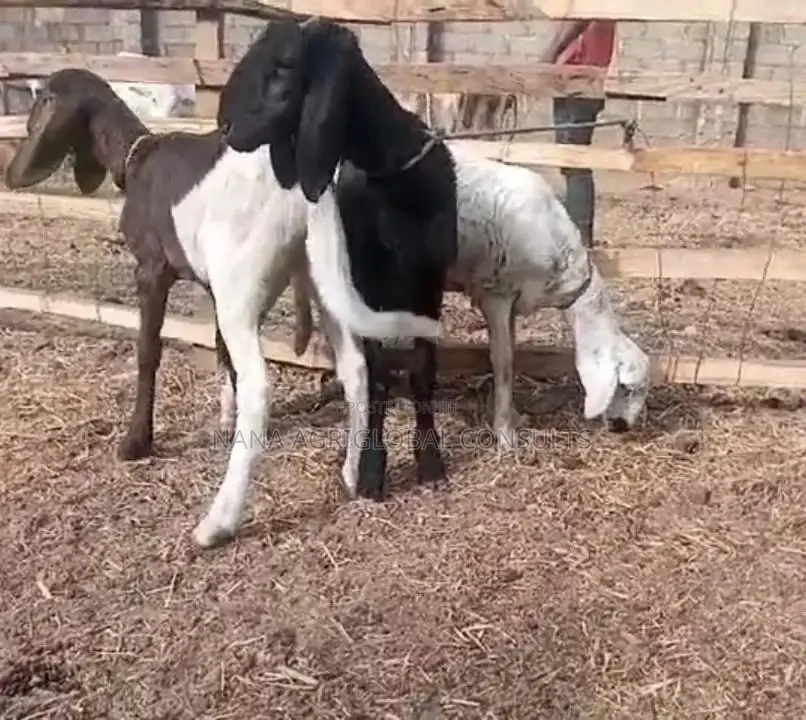 Uda Balami (Ram Sheep and Goat)