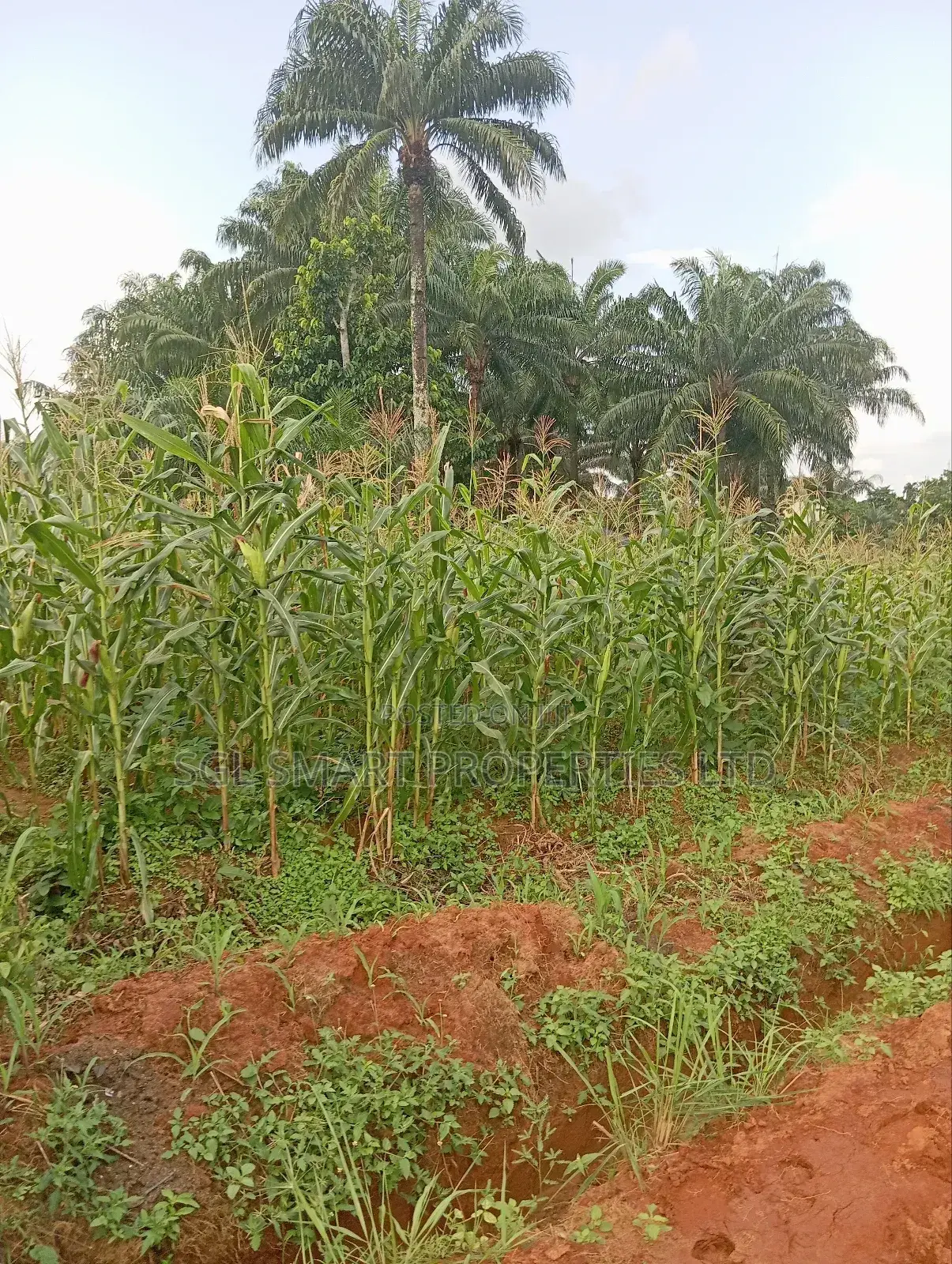 Almost 2 Plots of Land for Sale Nibo/Nise Boundary