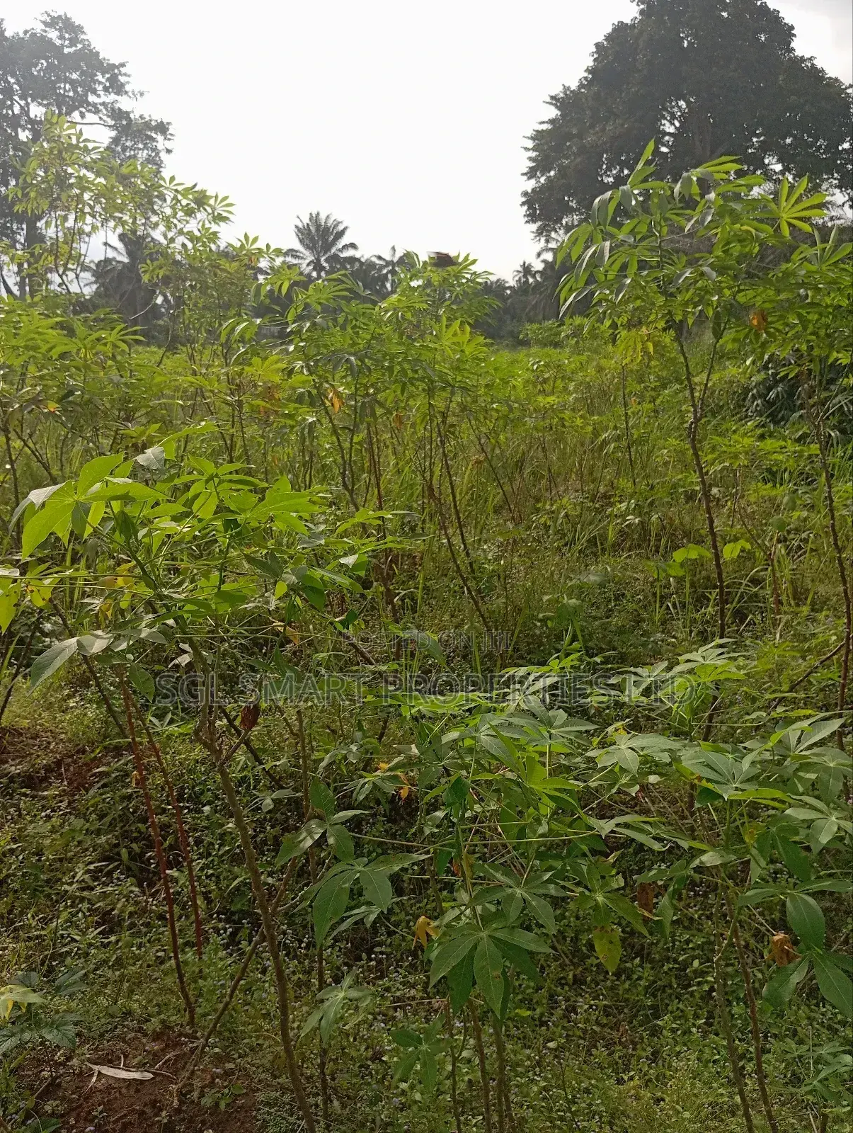 1 and Half Plots for Sale at Umuazu Nibo/Nise