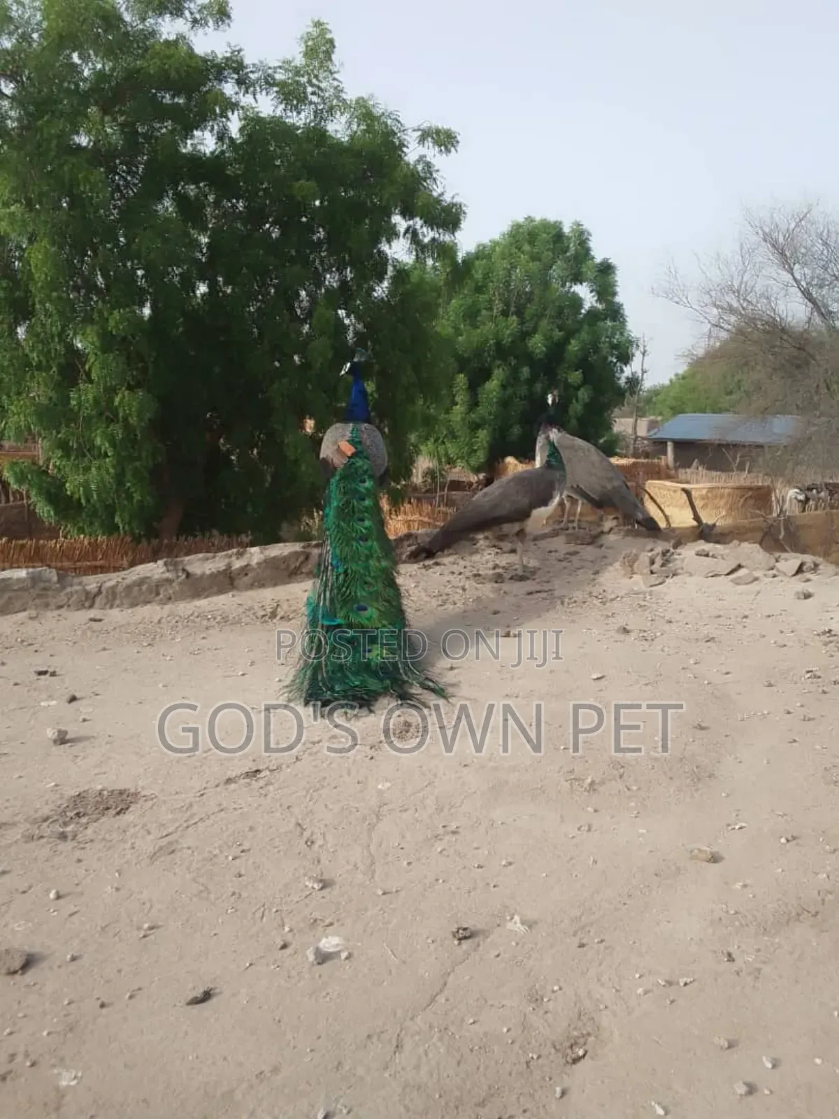 Lovely Peacock Is Available for Beautifying Your Home