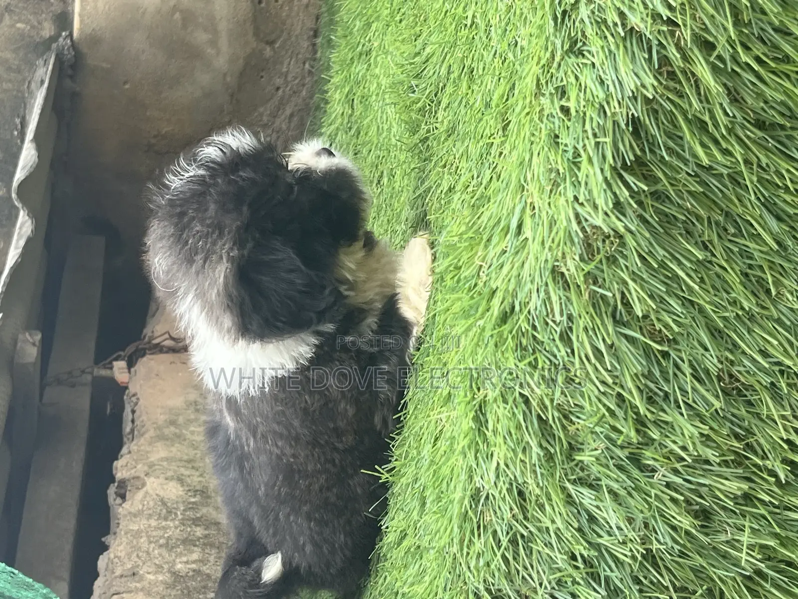 1-3 months Male Purebred Lhasa Apso