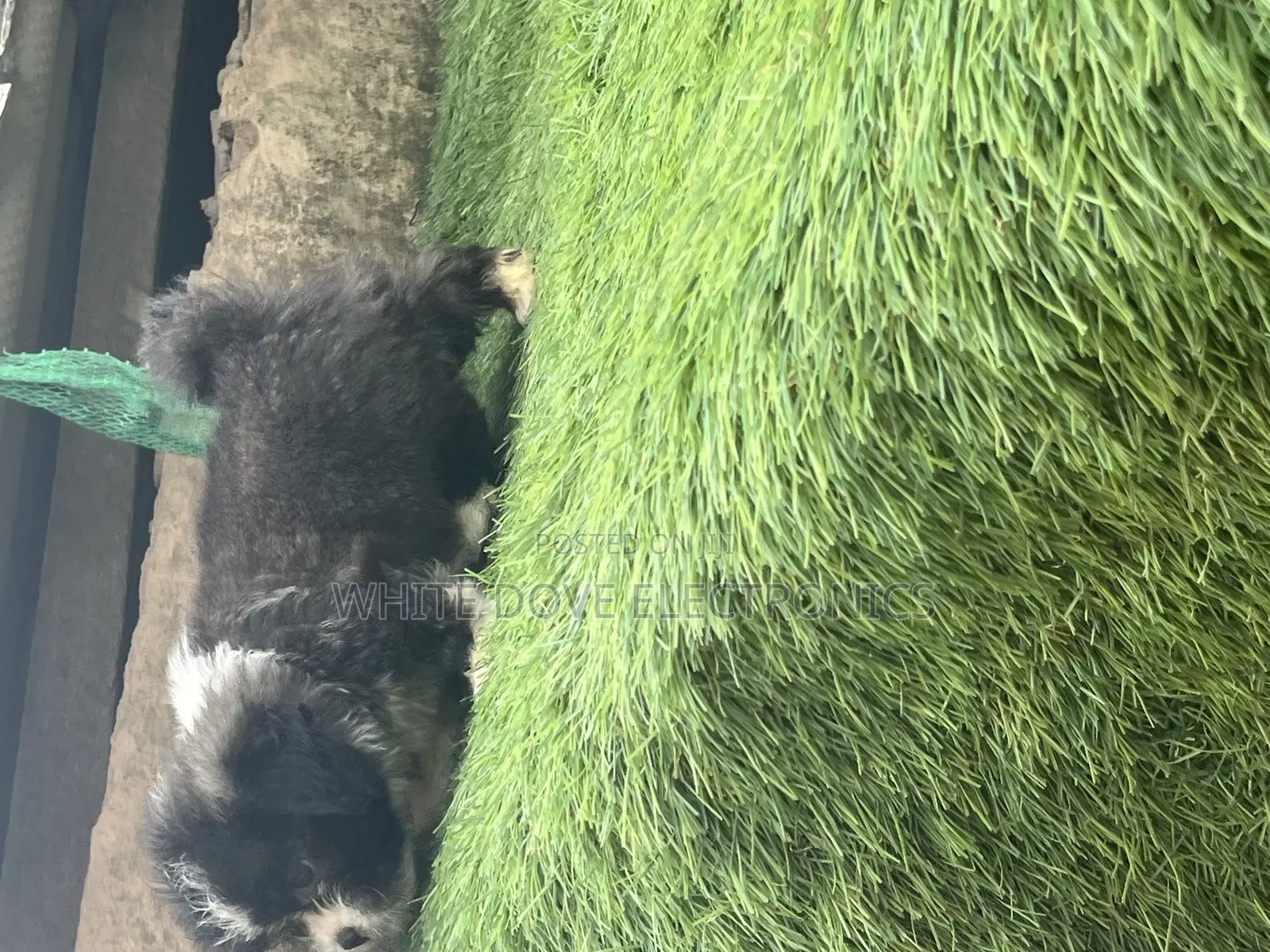 1-3 months Male Purebred Lhasa Apso