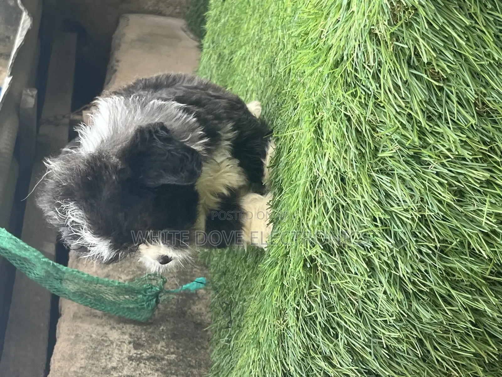 1-3 months Male Purebred Lhasa Apso