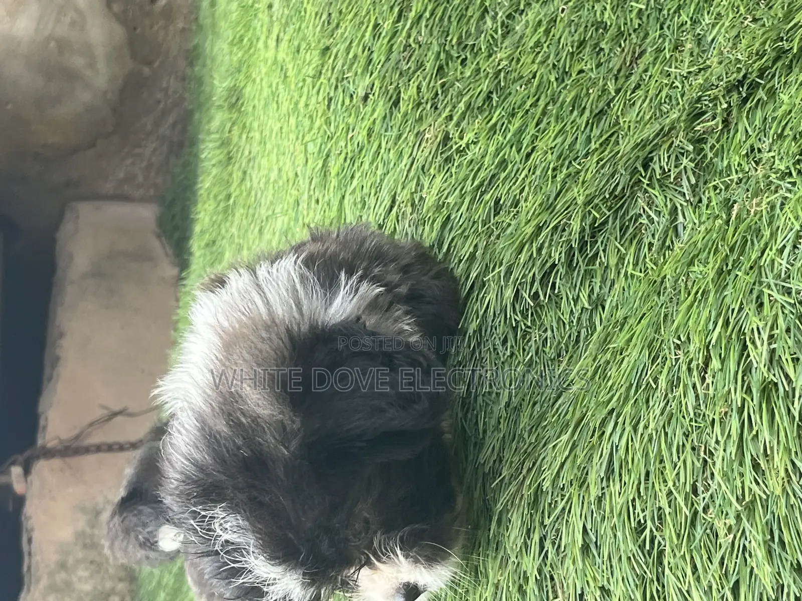 1-3 months Male Purebred Lhasa Apso