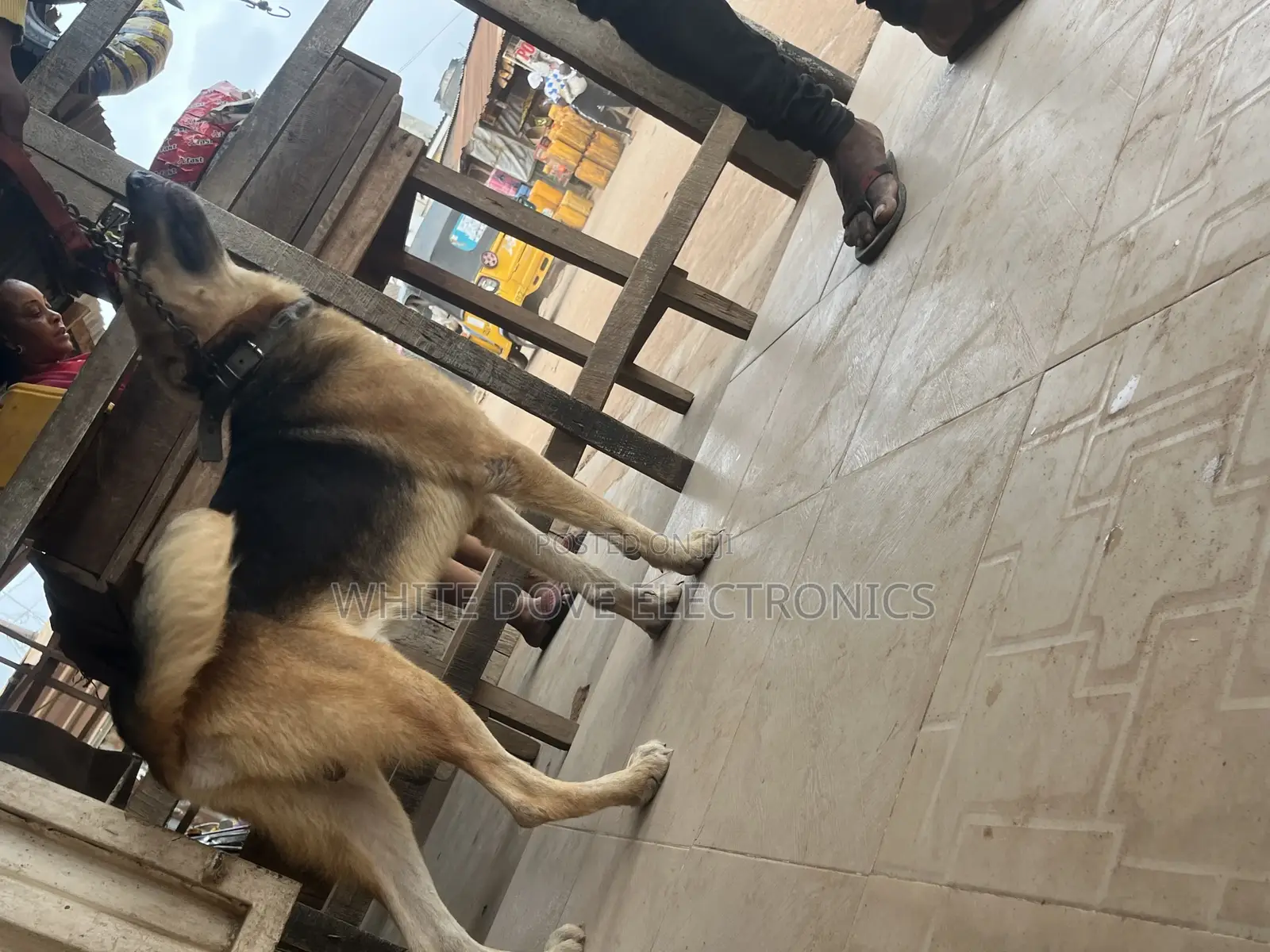 1+ year Male Purebred German Shepherd