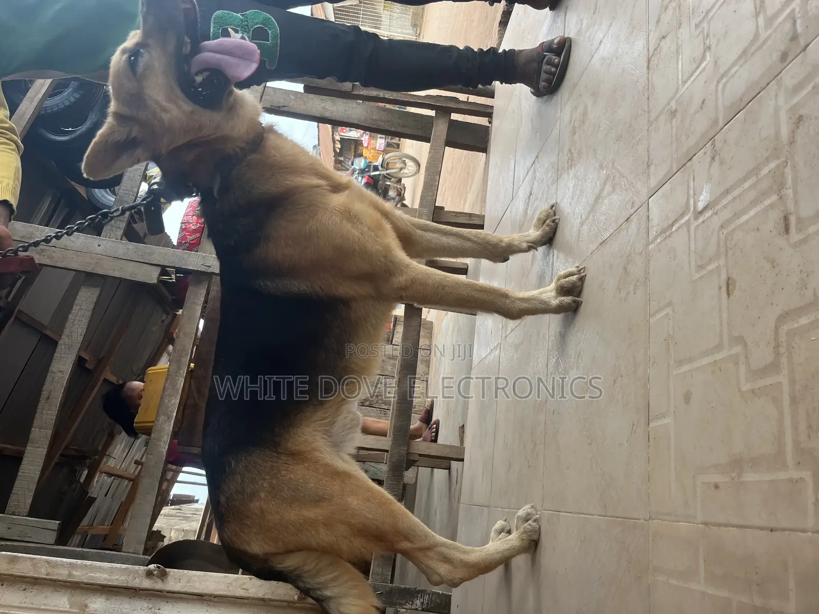1+ year Male Purebred German Shepherd