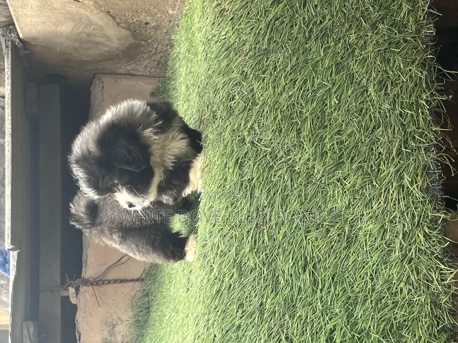 1-3 months Male Purebred Lhasa Apso