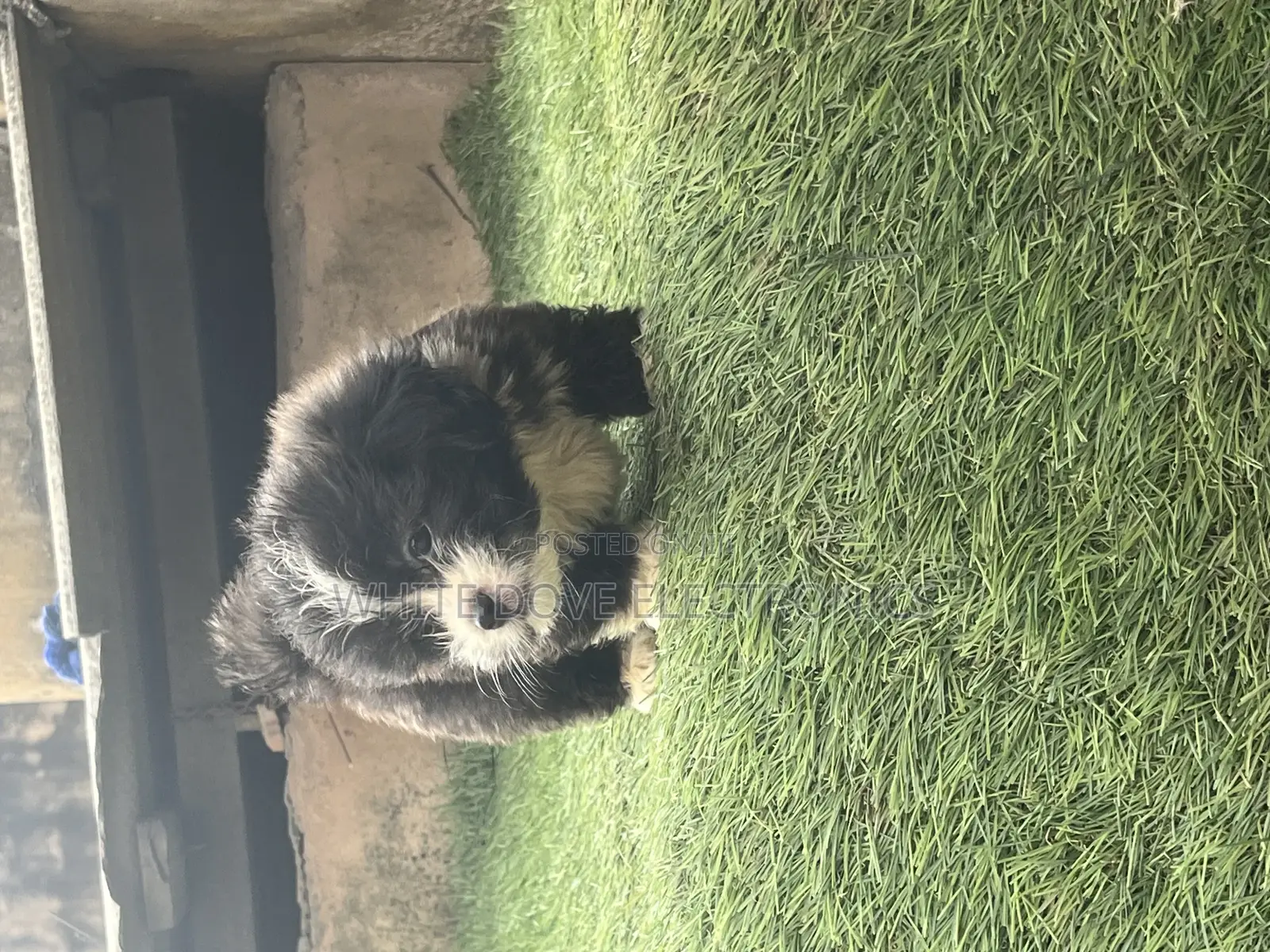 1-3 months Male Purebred Lhasa Apso