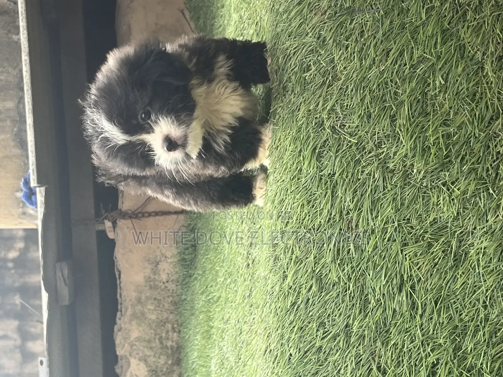 1-3 months Male Purebred Lhasa Apso