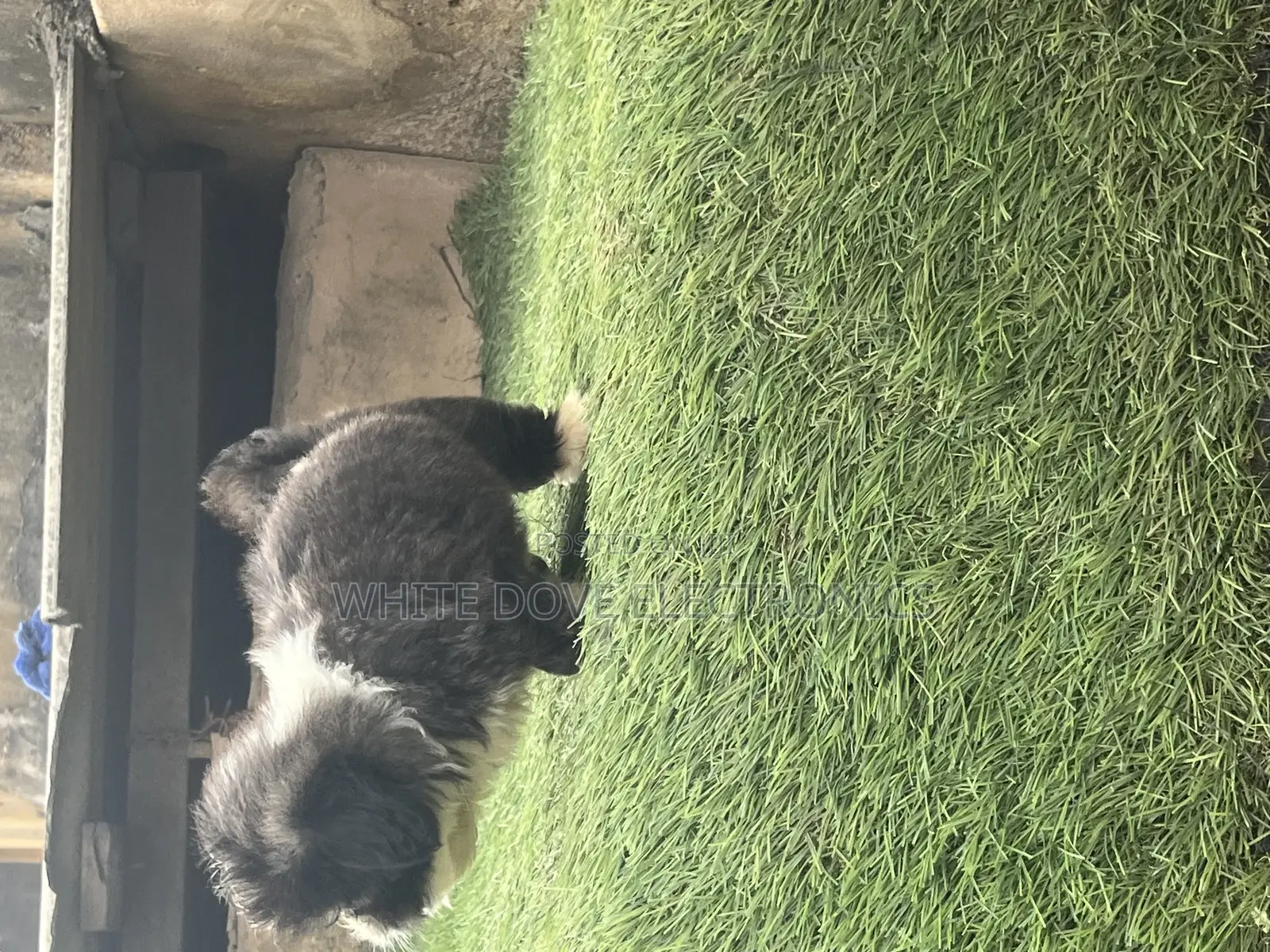 1-3 months Male Purebred Lhasa Apso