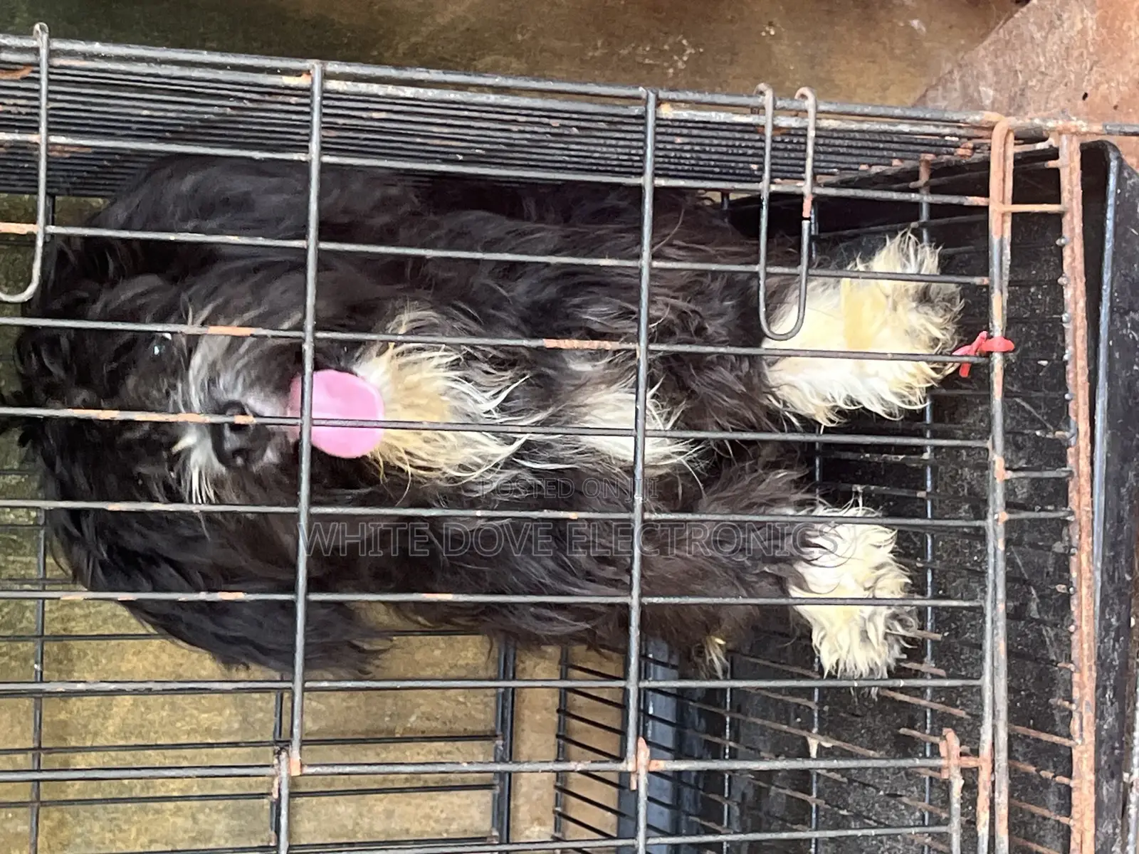 3-6 months Male Purebred Lhasa Apso