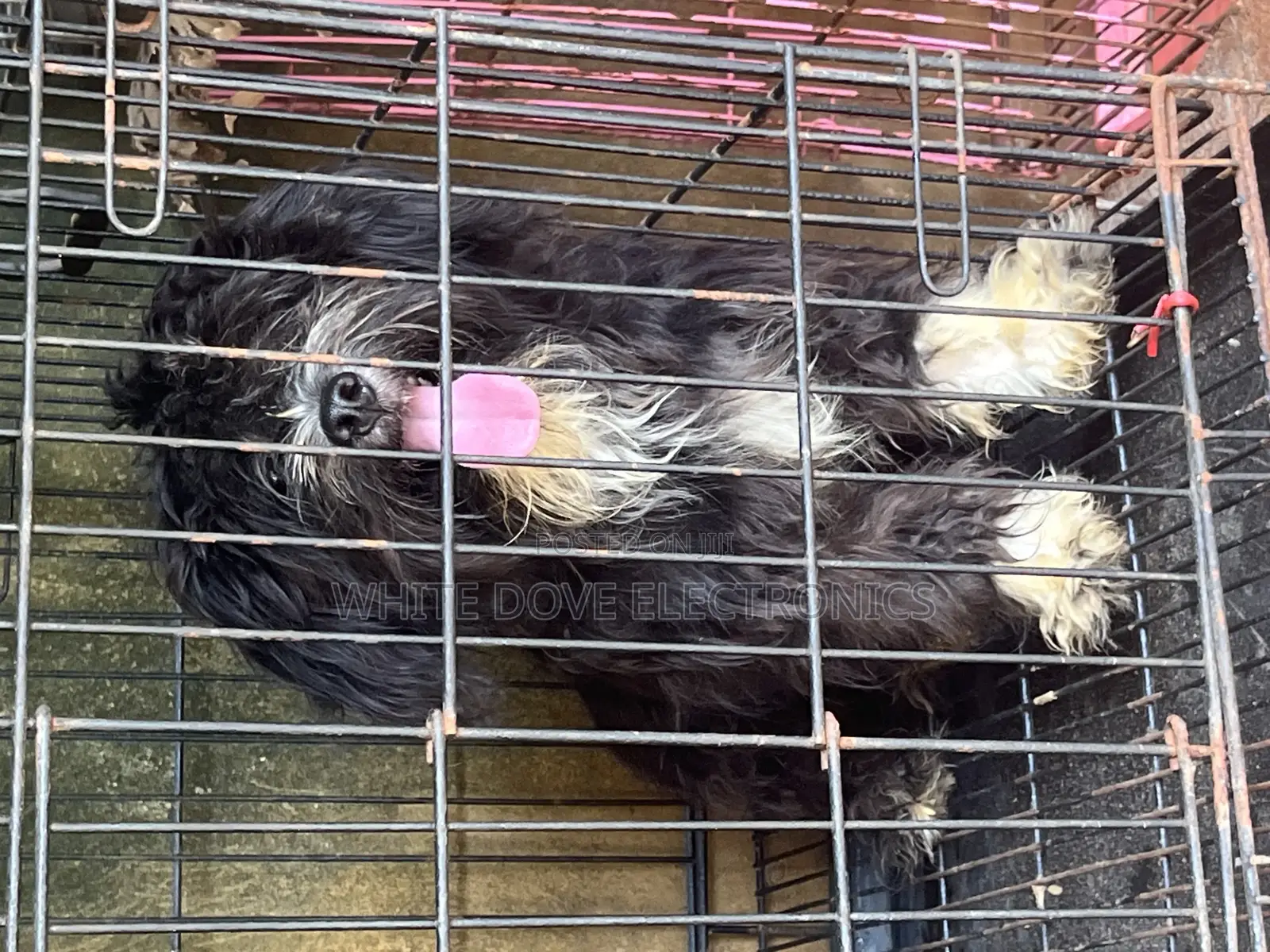 3-6 months Male Purebred Lhasa Apso