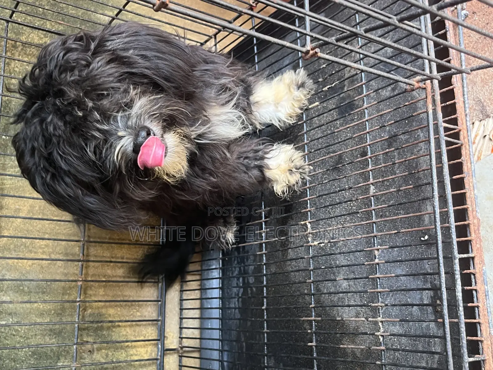 3-6 months Male Purebred Lhasa Apso