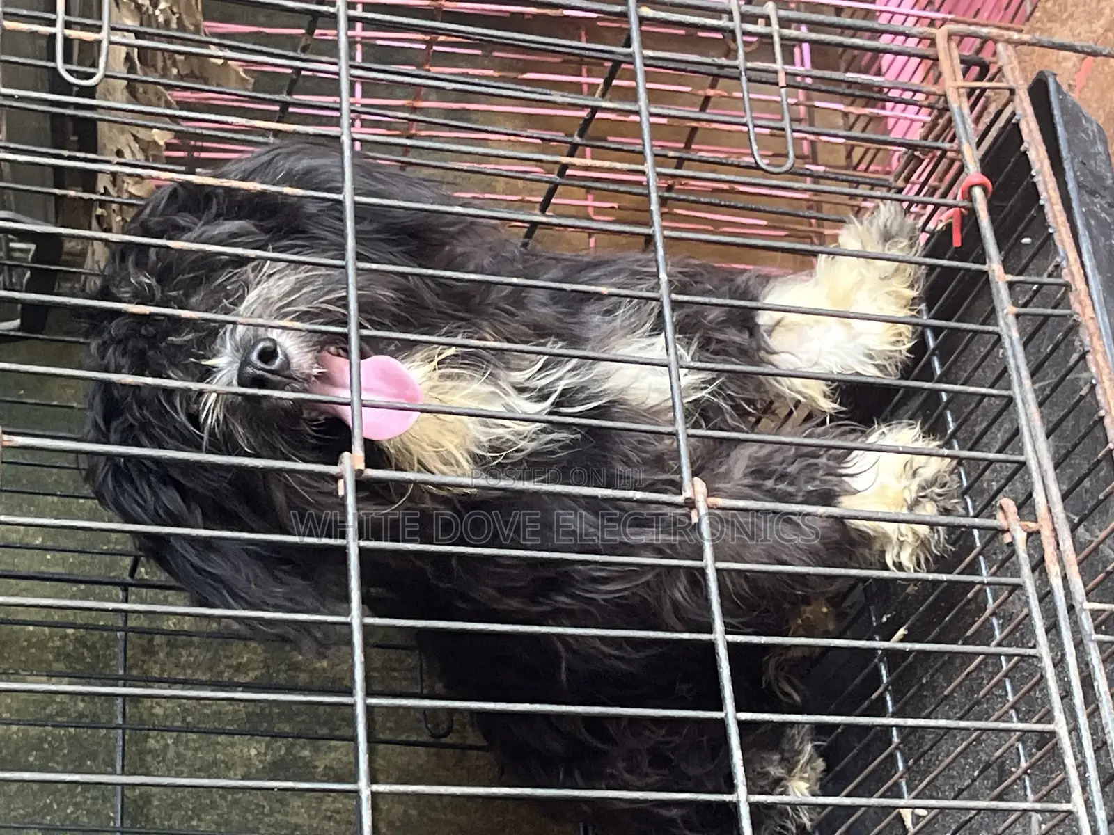 3-6 months Male Purebred Lhasa Apso
