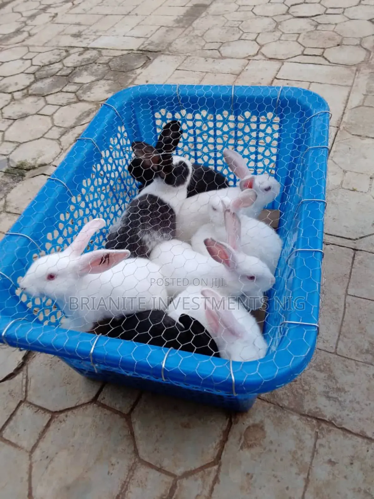 Hybrid Rabbits Of All Breeds For Sale.