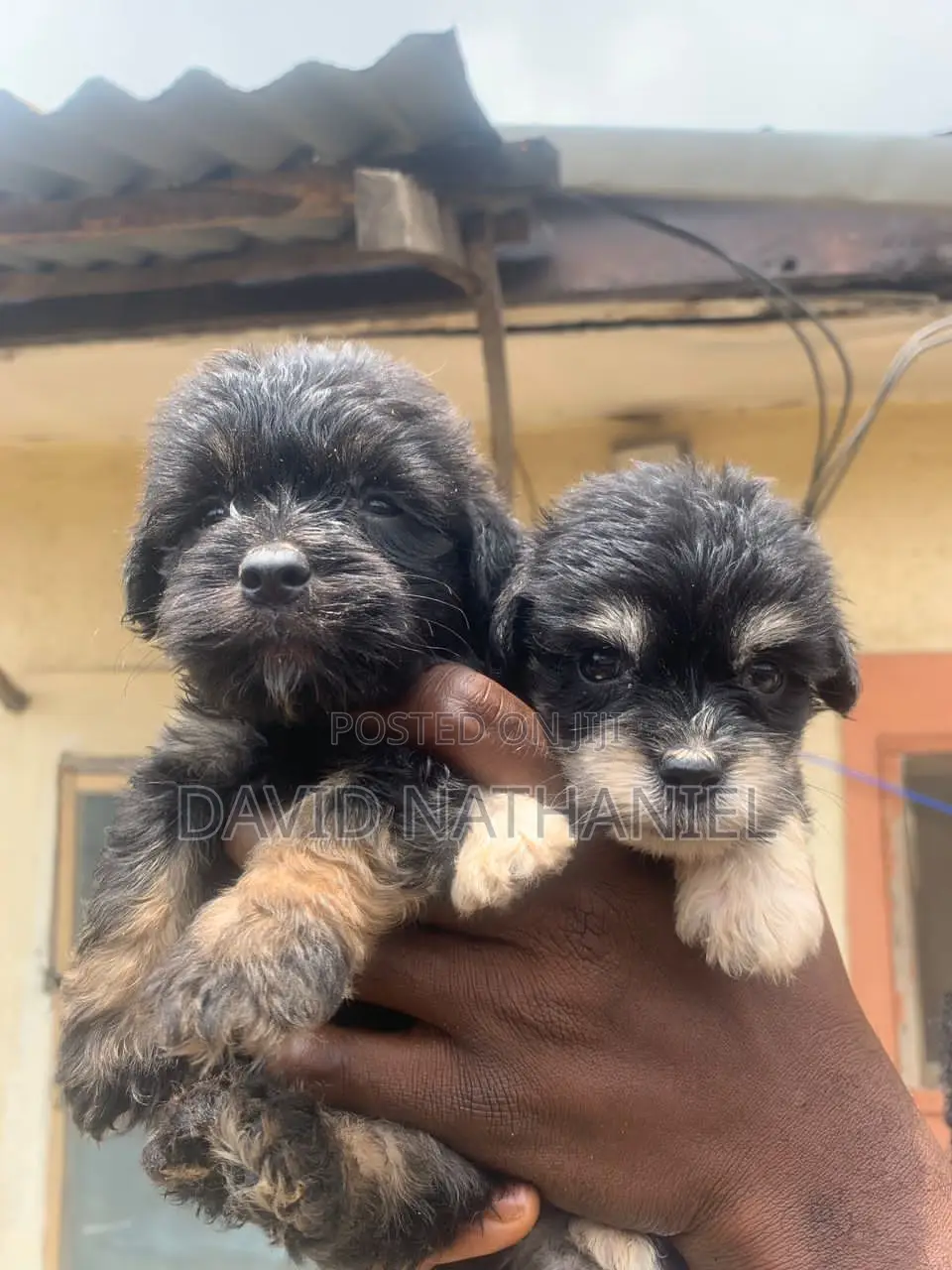 1-3 months Female Purebred Lhasa Apso