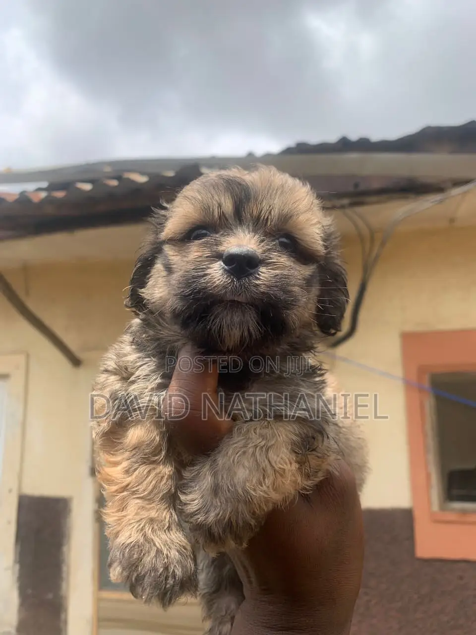 1-3 months Female Purebred Lhasa Apso