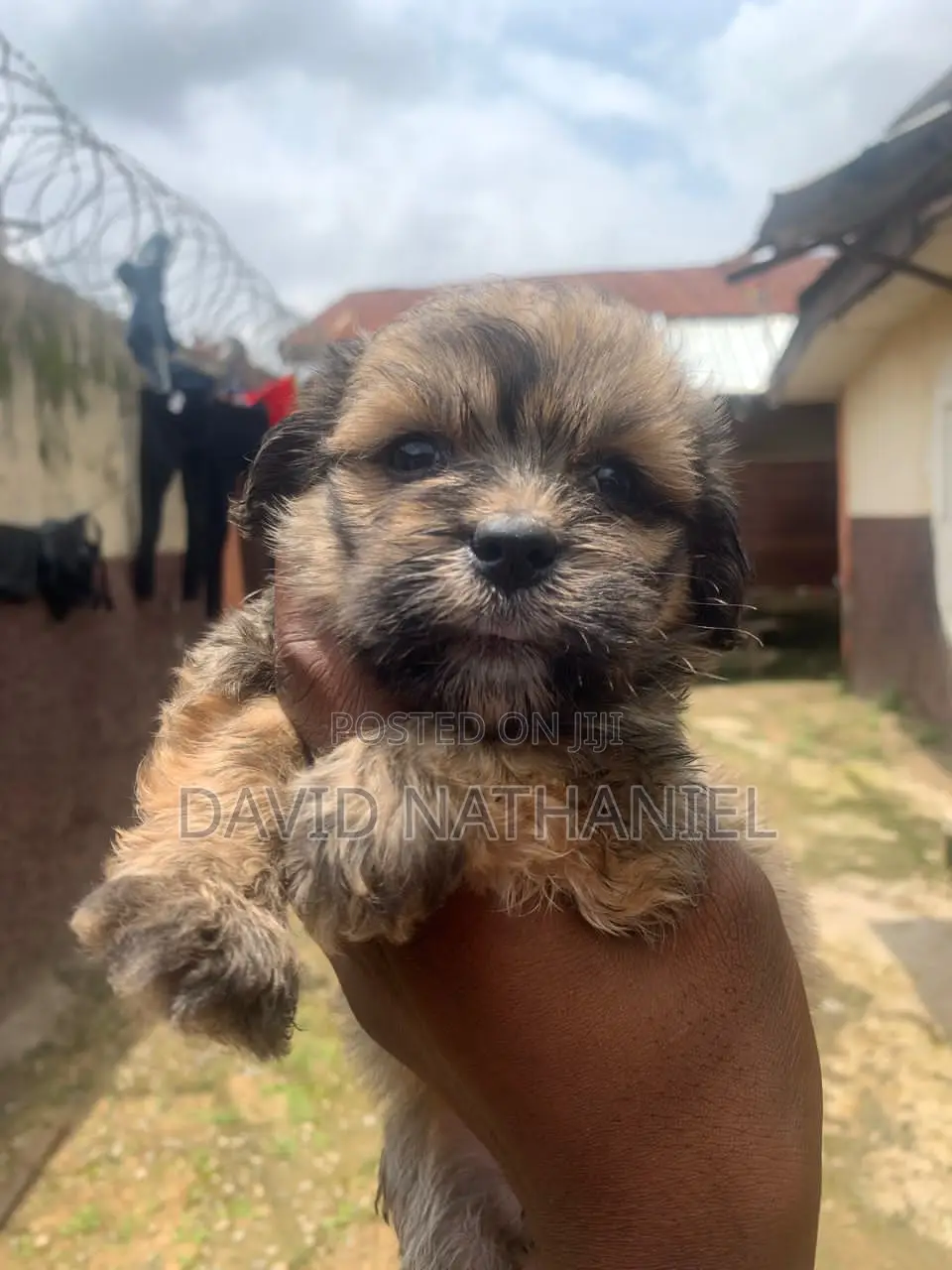 1-3 months Female Purebred Lhasa Apso