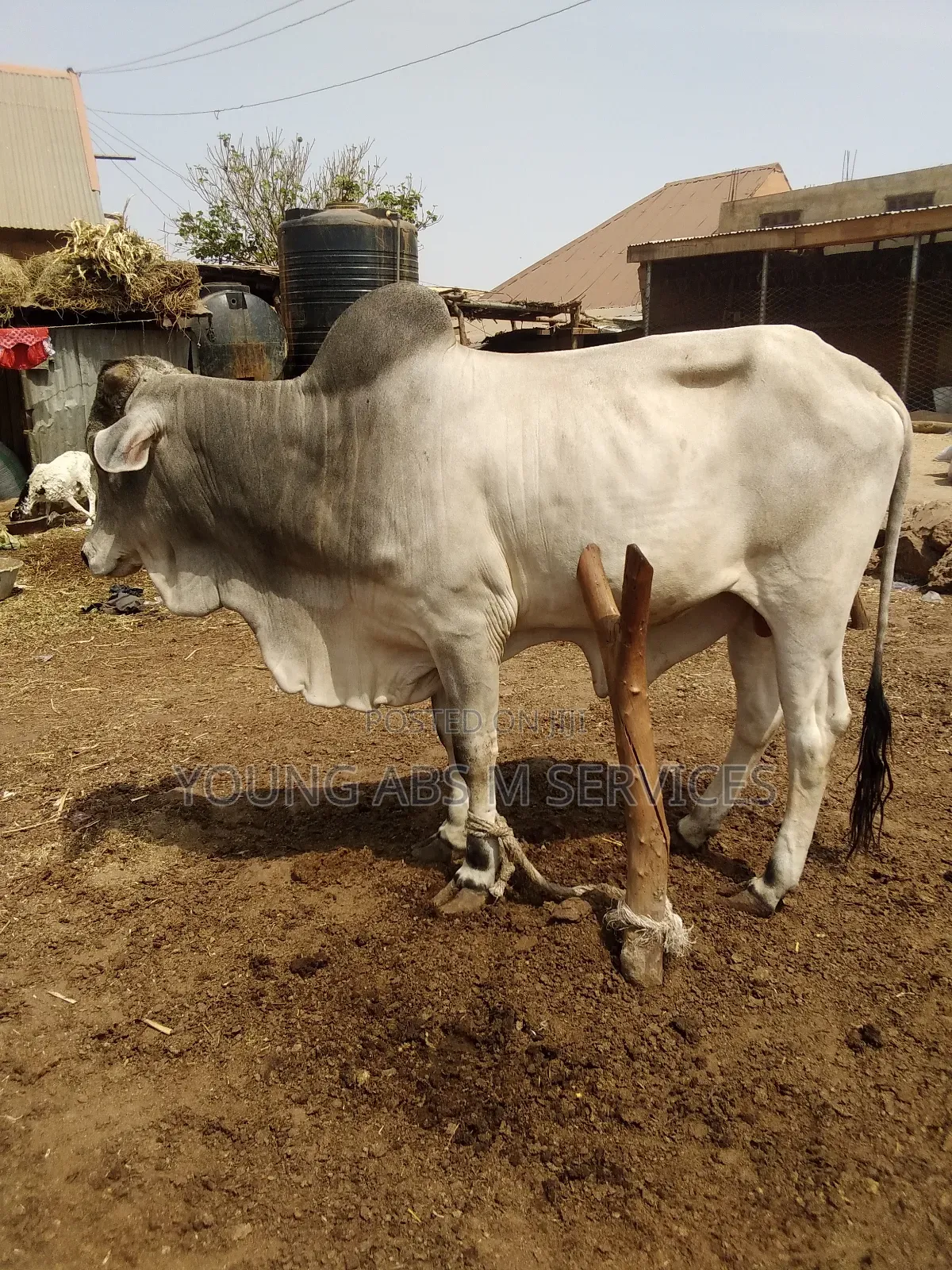 Pure Breed Bukolo