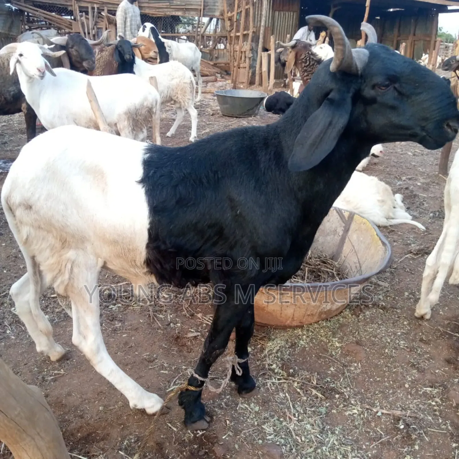Black and White Ram