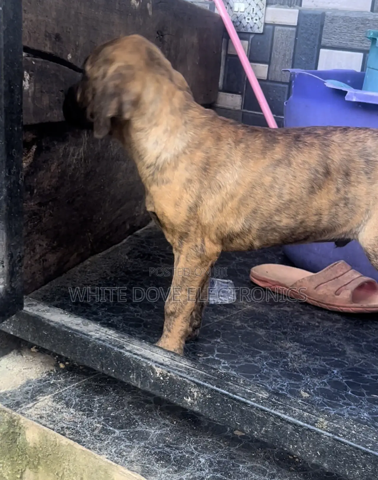 3-6 months Male Purebred Boerboel
