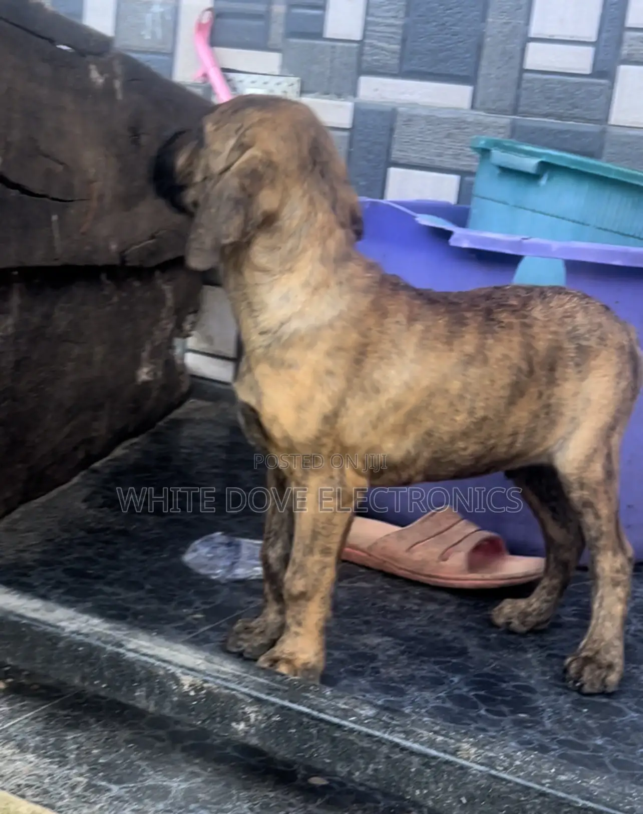 3-6 months Male Purebred Boerboel