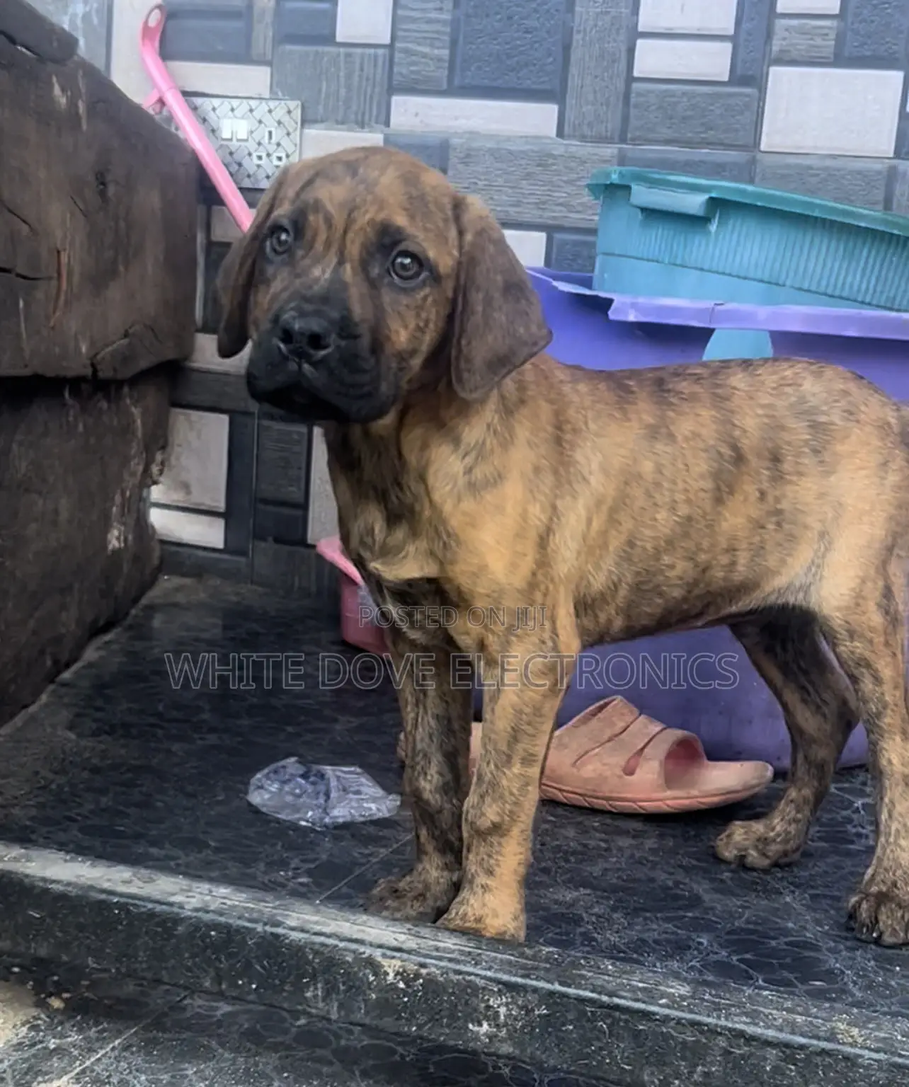 3-6 months Male Purebred Boerboel