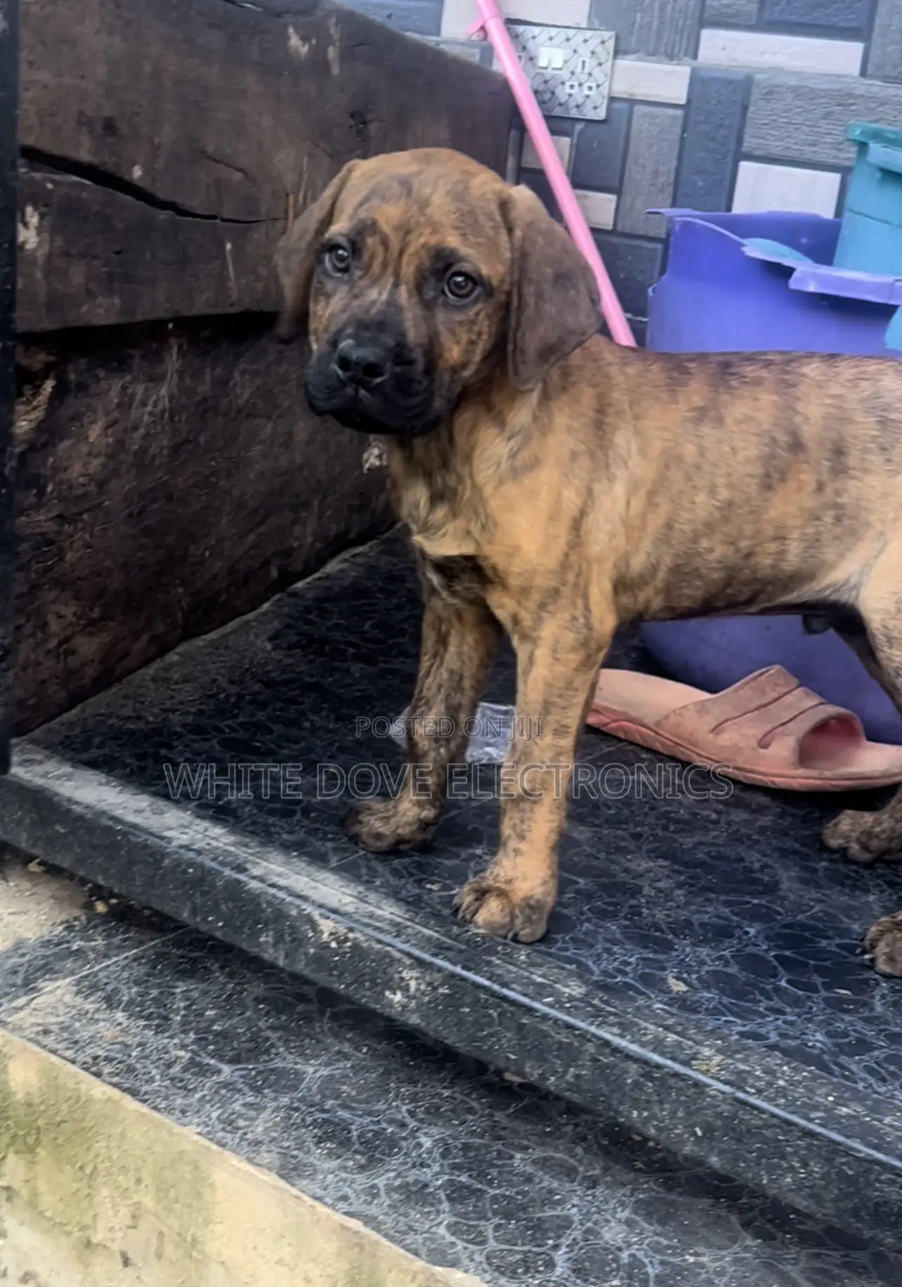 3-6 months Male Purebred Boerboel