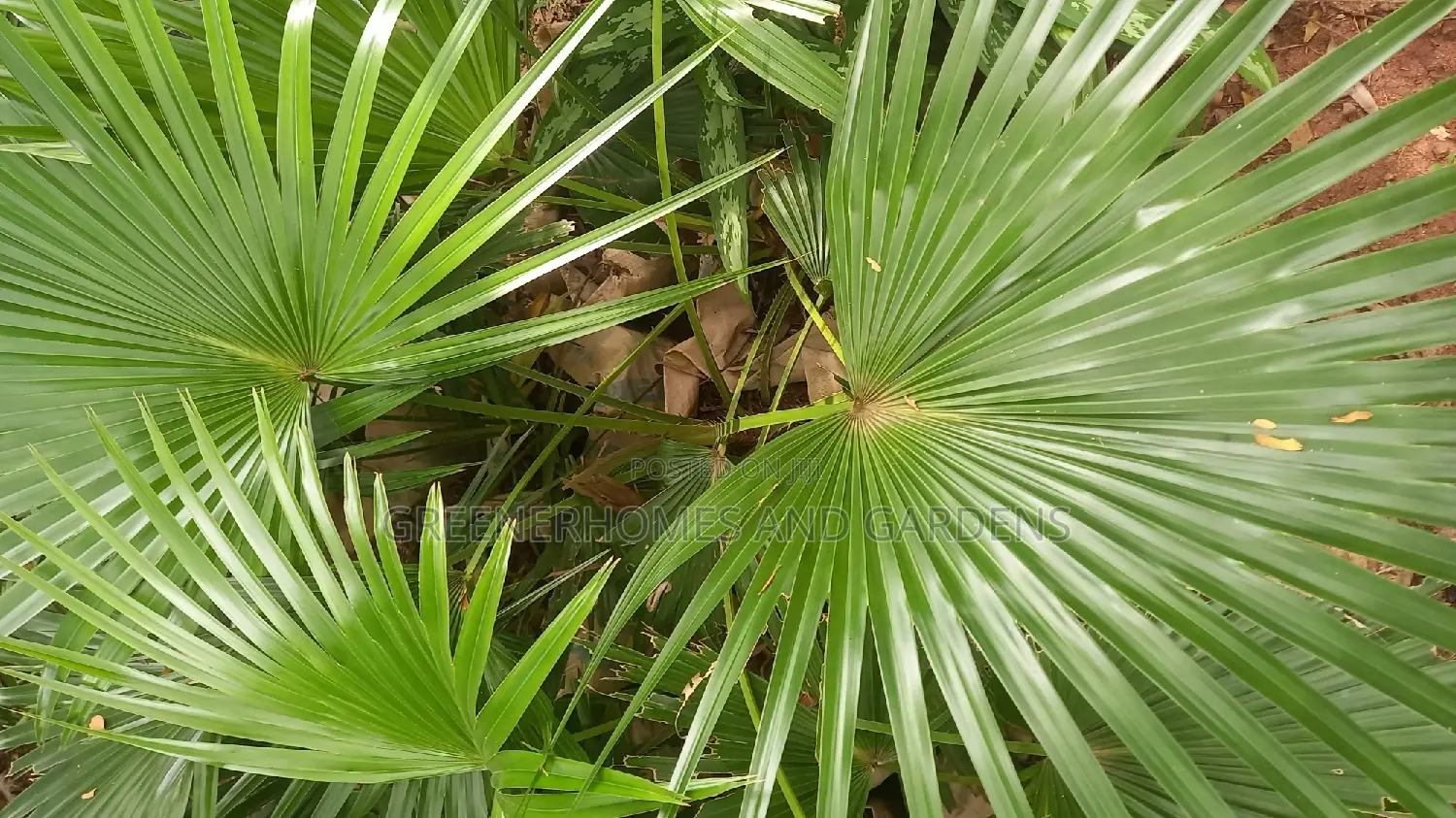 Palms/Royal Palms