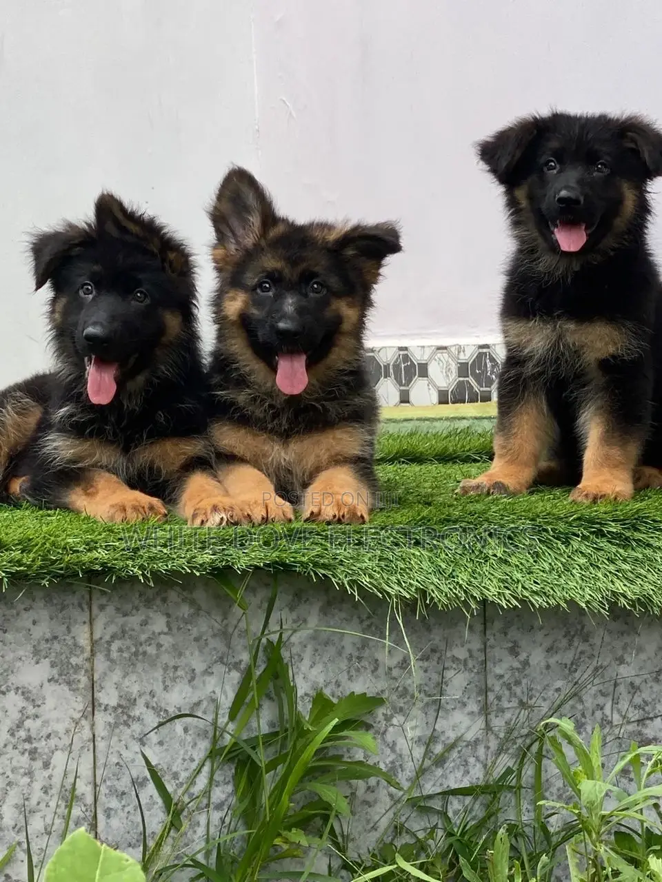 1-3 months Female Purebred German Shepherd