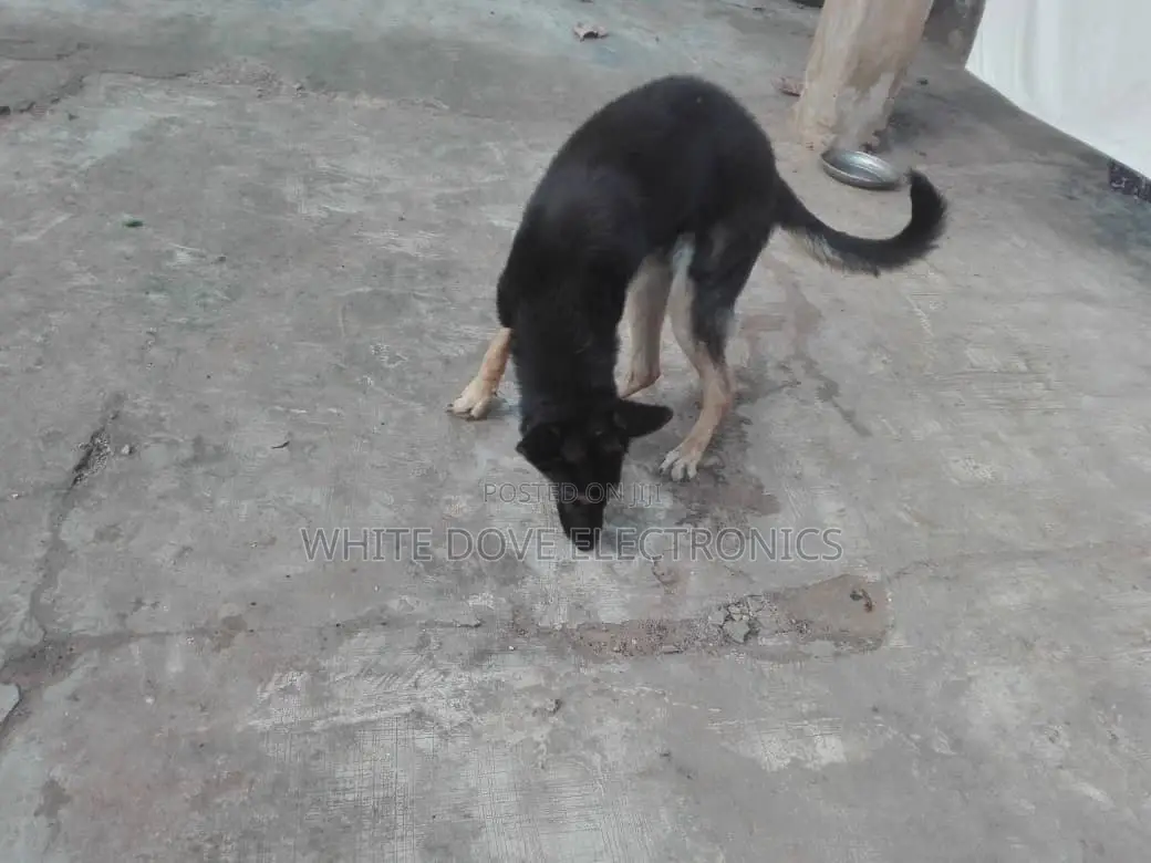 6-12 months Male Purebred German Shepherd