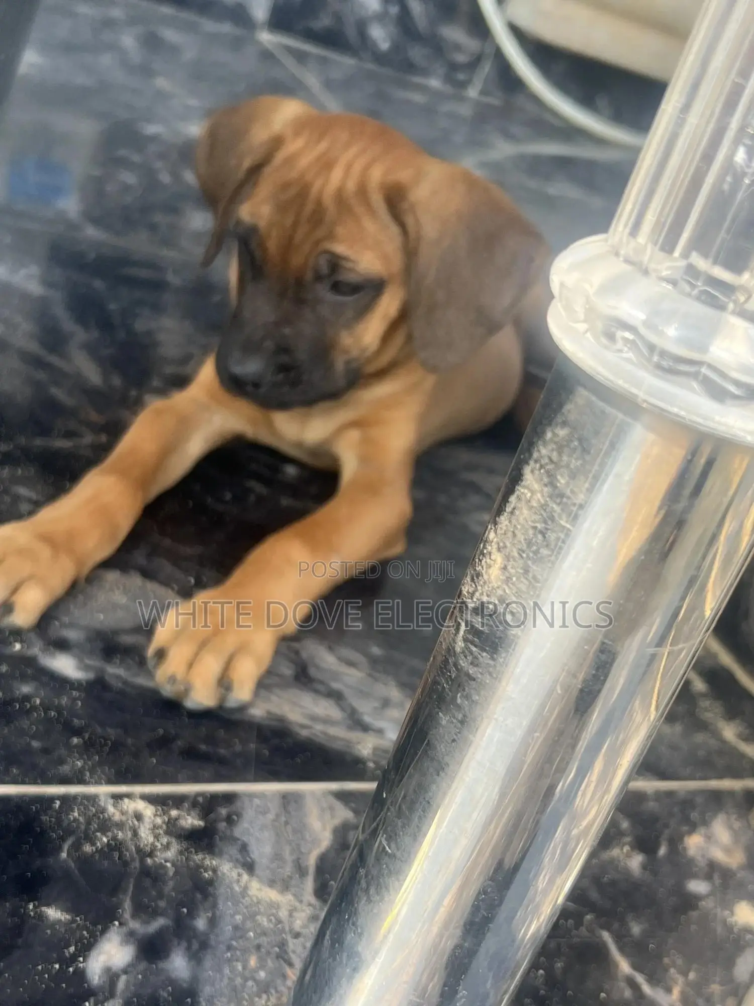 1-3 months Male Purebred Boerboel