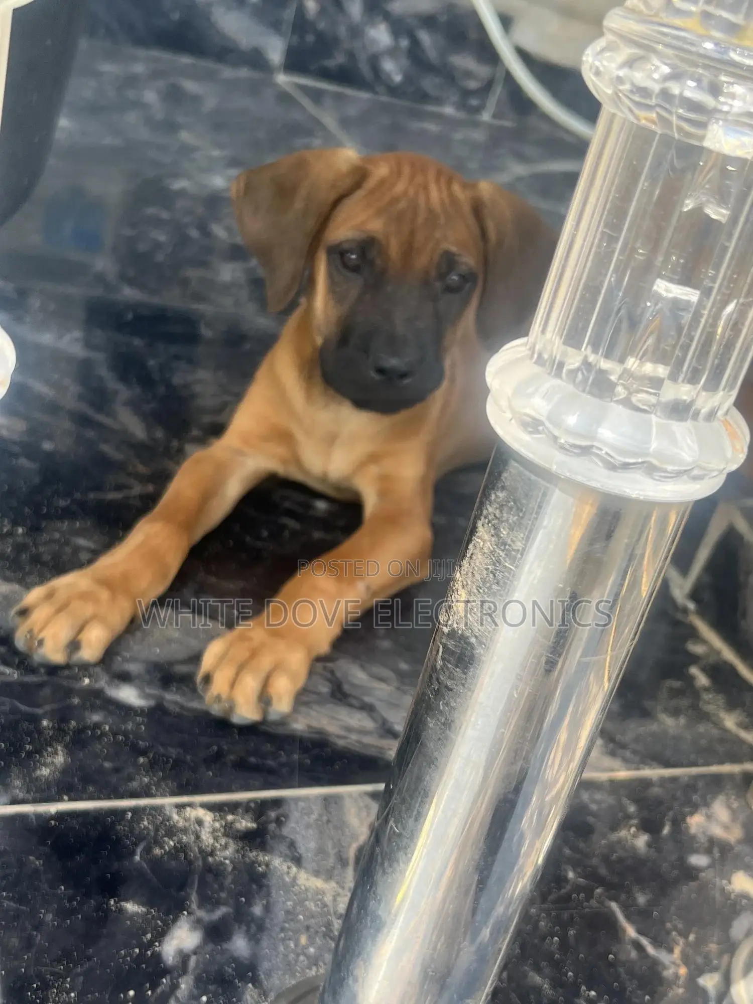 1-3 months Male Purebred Boerboel
