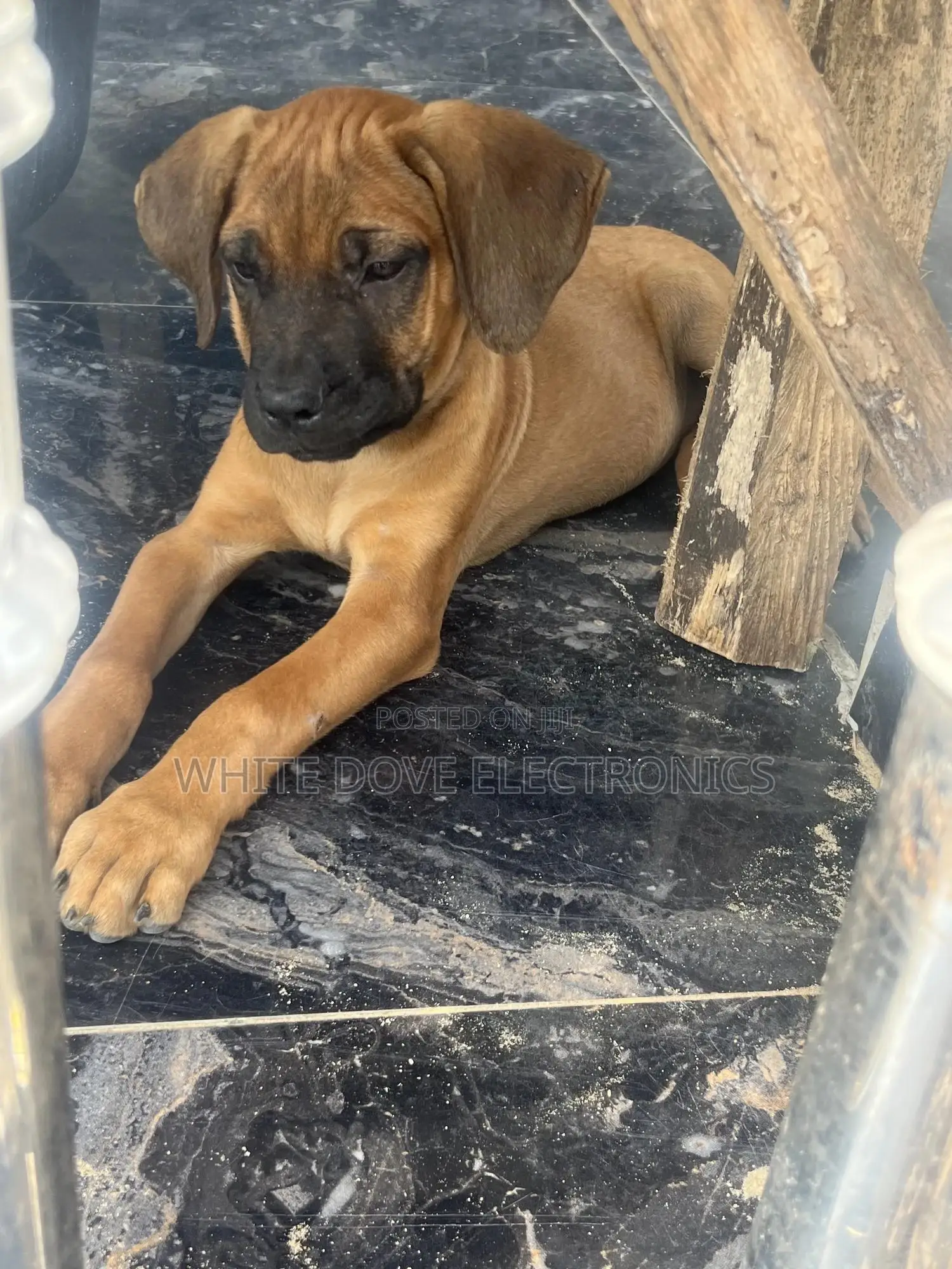 1-3 months Male Purebred Boerboel