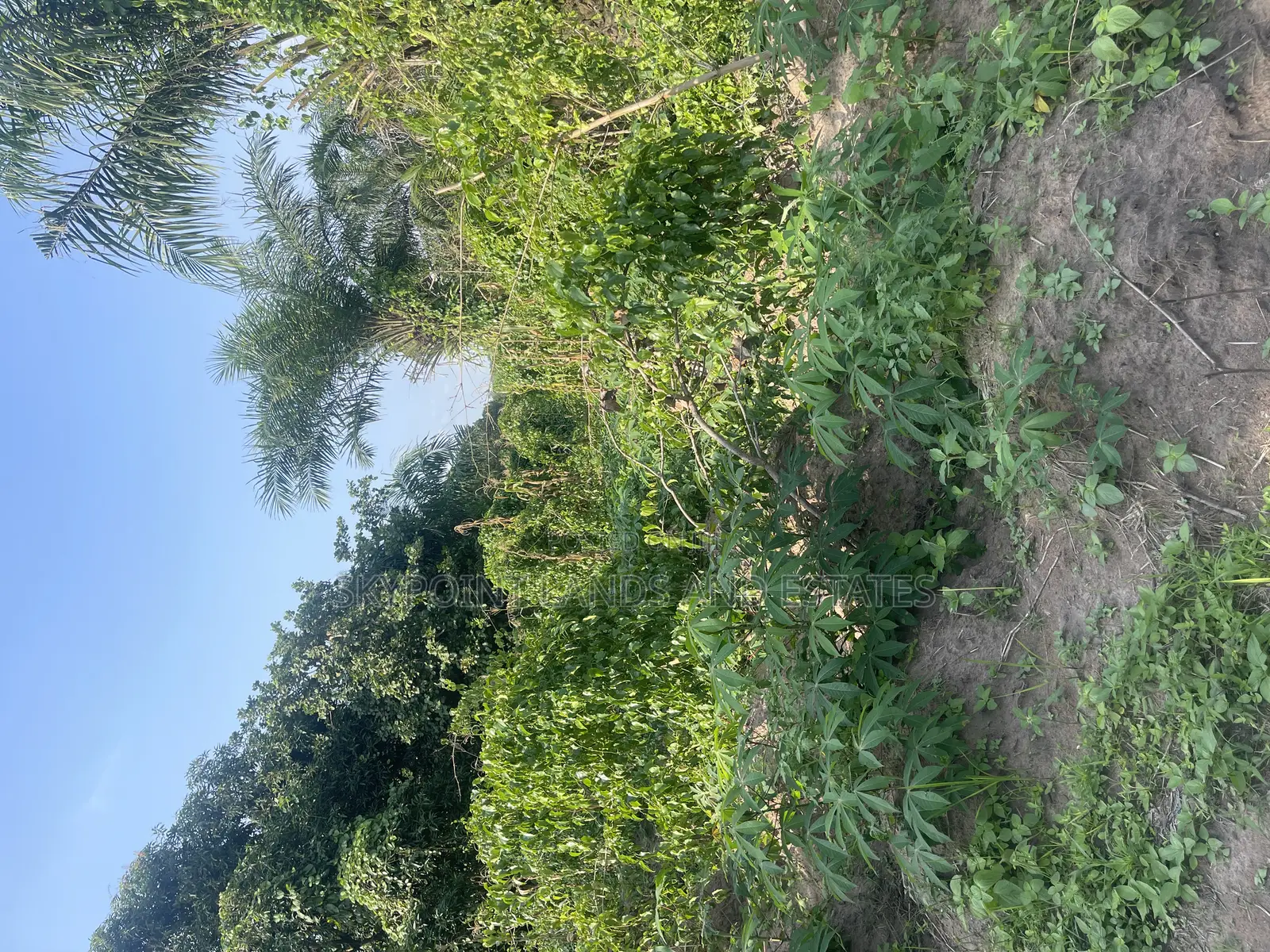 70 Acres of Land for Sale at Km13 Off Iseyin/Ibadan