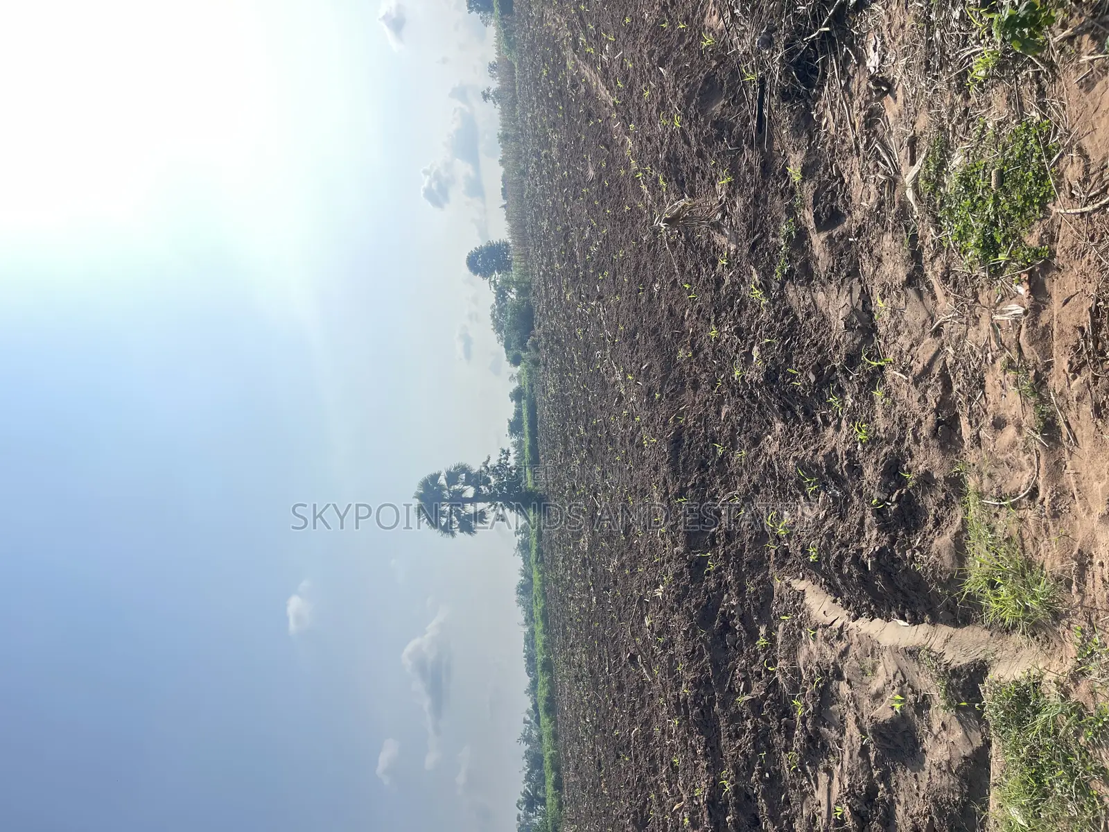 200 Acres of Farmland at Okaka, Itesiwaju LGA
