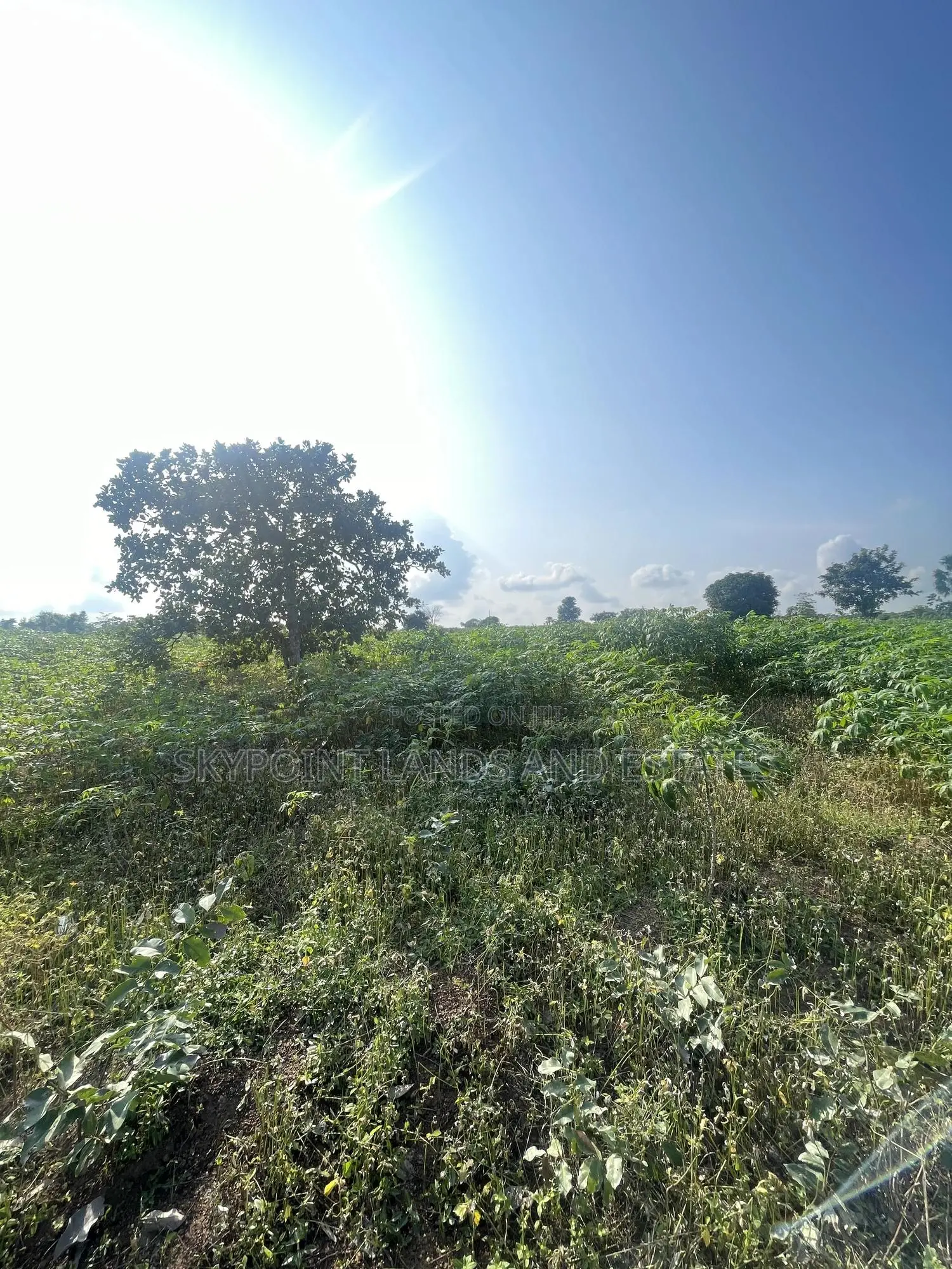 2,000 Acres of Land for Sale at Komu,Itesiwaju Lga Oyo State