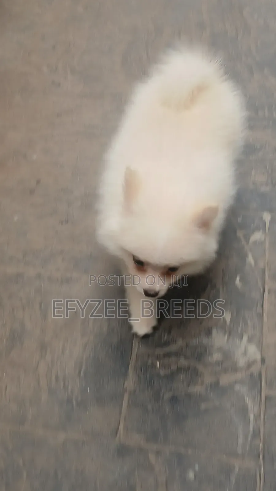1-3 months Male Purebred Pomeranian
