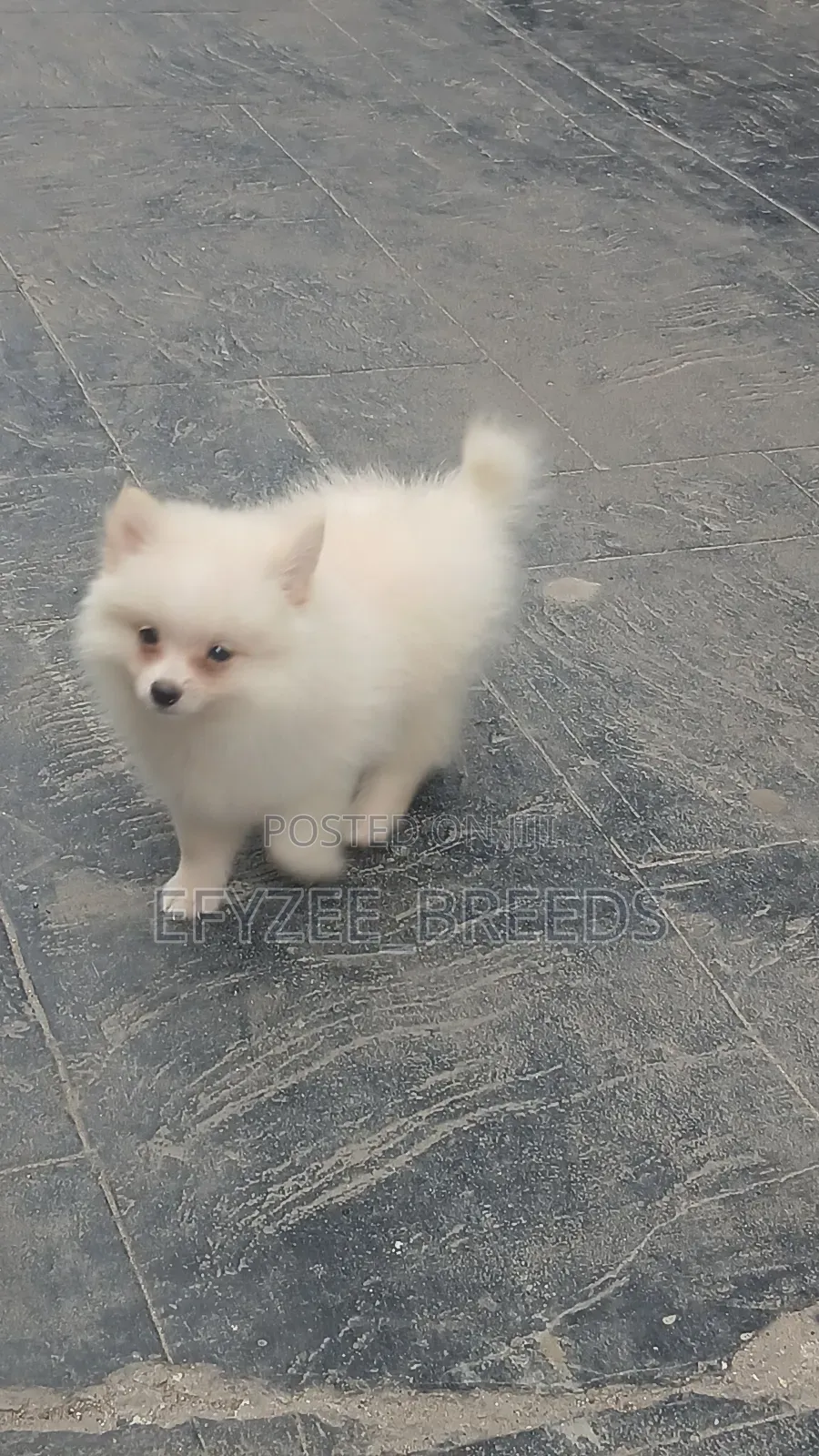 1-3 months Male Purebred Pomeranian
