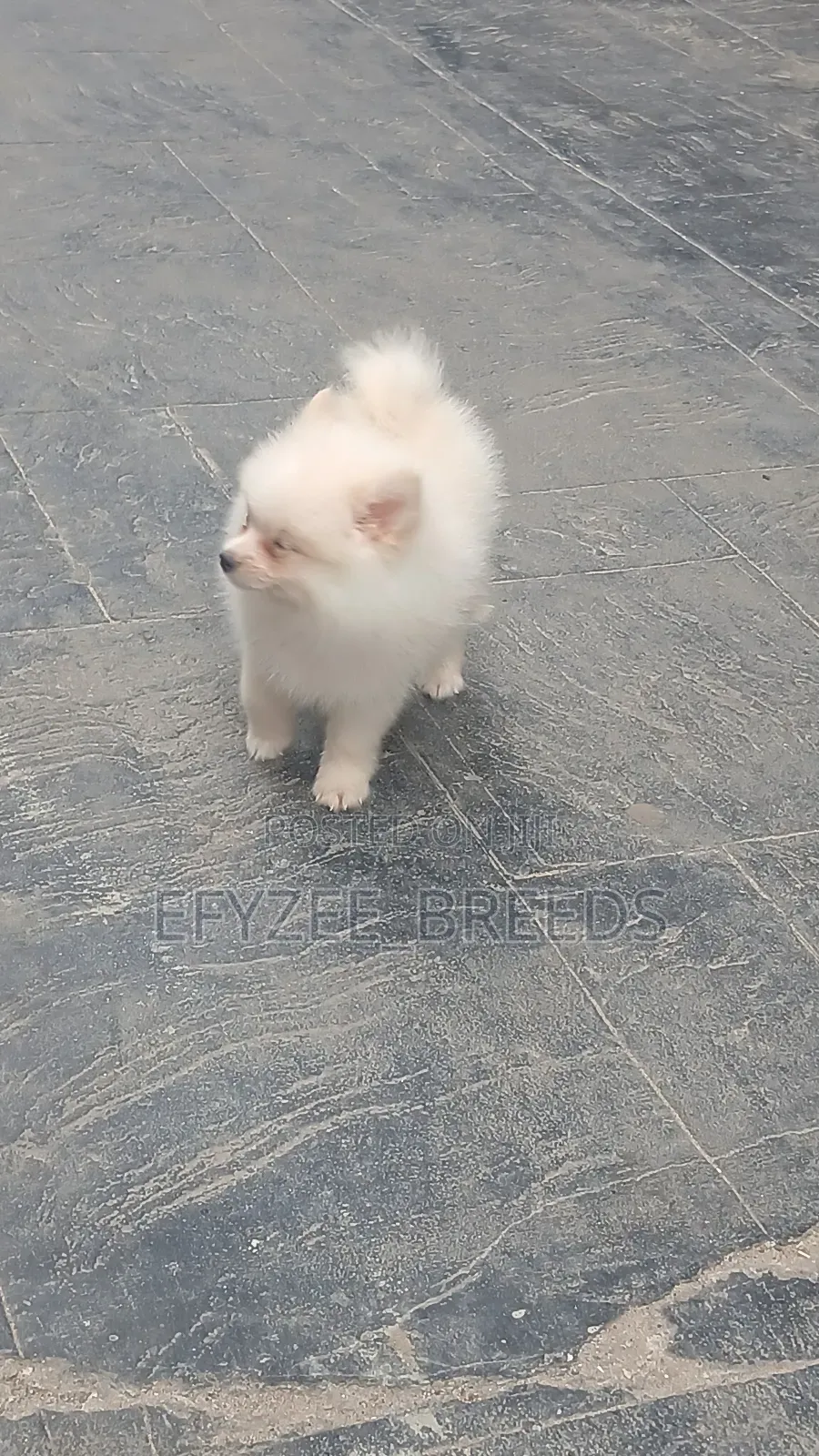1-3 months Male Purebred Pomeranian