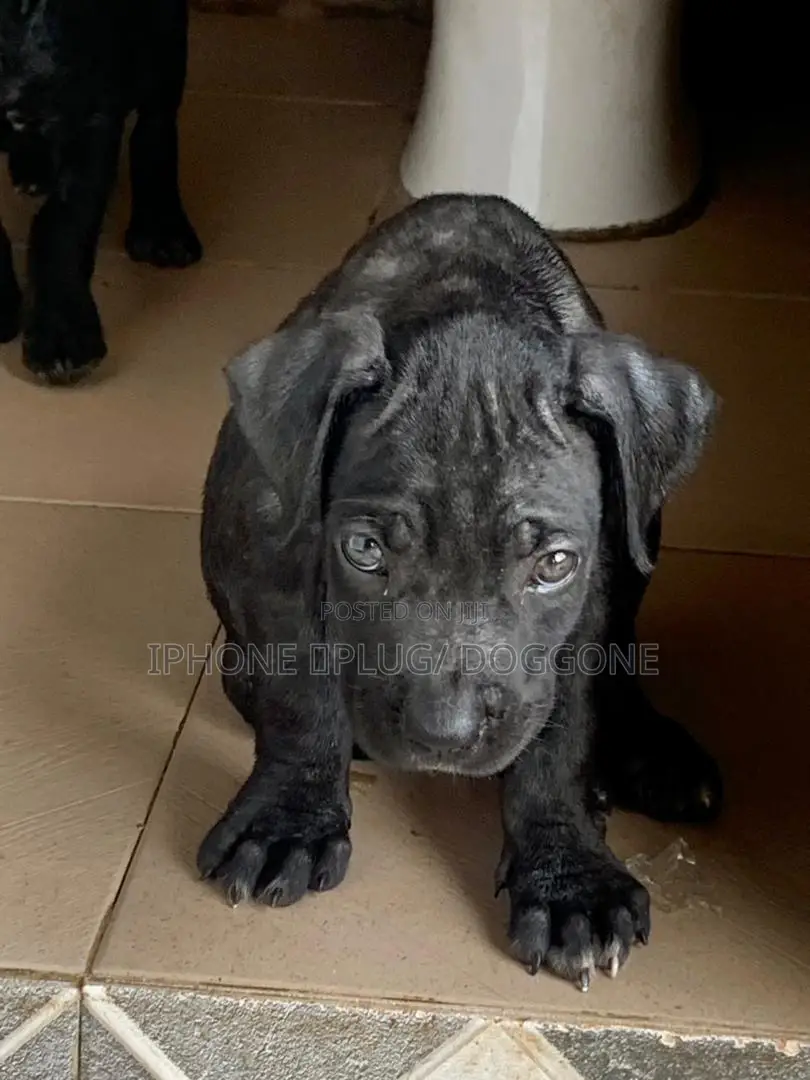 1-3 months Male Purebred Cane Corso