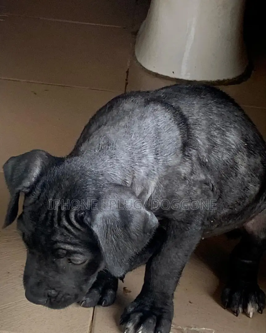 1-3 months Male Purebred Cane Corso