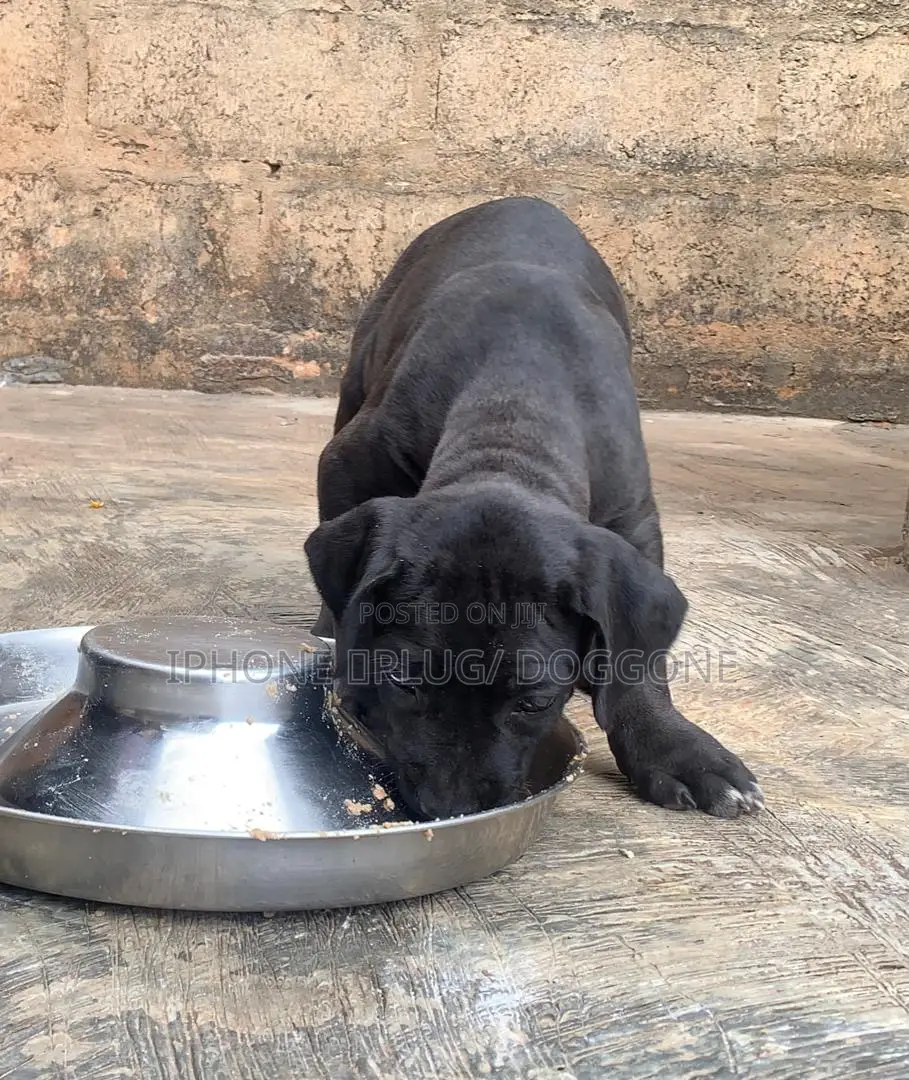 1-3 months Male Purebred Cane Corso