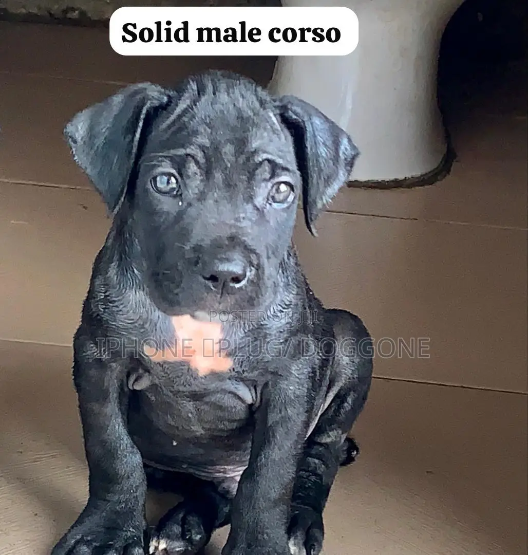 1-3 months Male Purebred Cane Corso