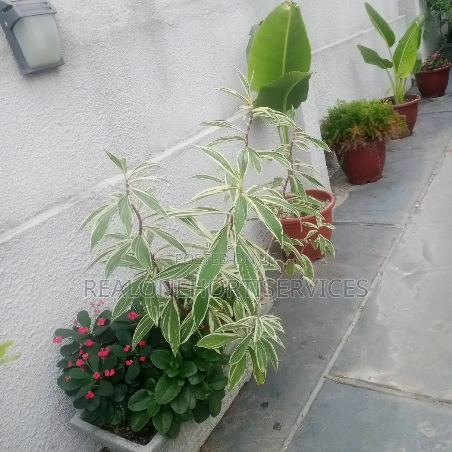 Stunning Live Potted Plants for Homes, School, Hotels Decor