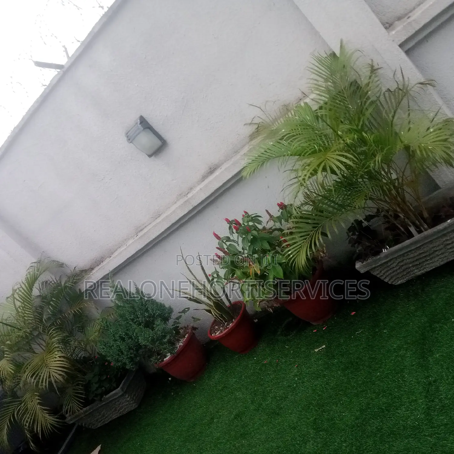 Stunning Live Potted Plants for Homes, School, Hotels Decor