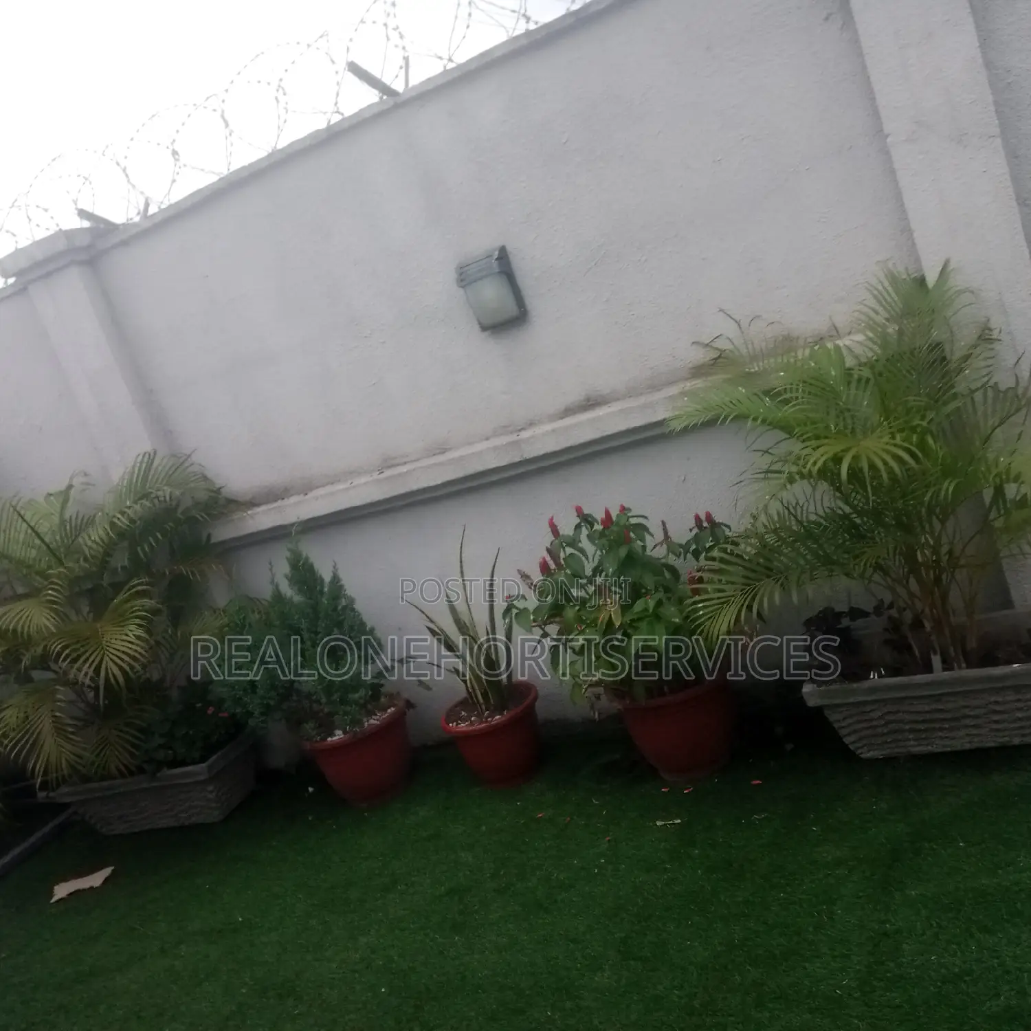 Stunning Live Potted Plants for Homes, School, Hotels Decor