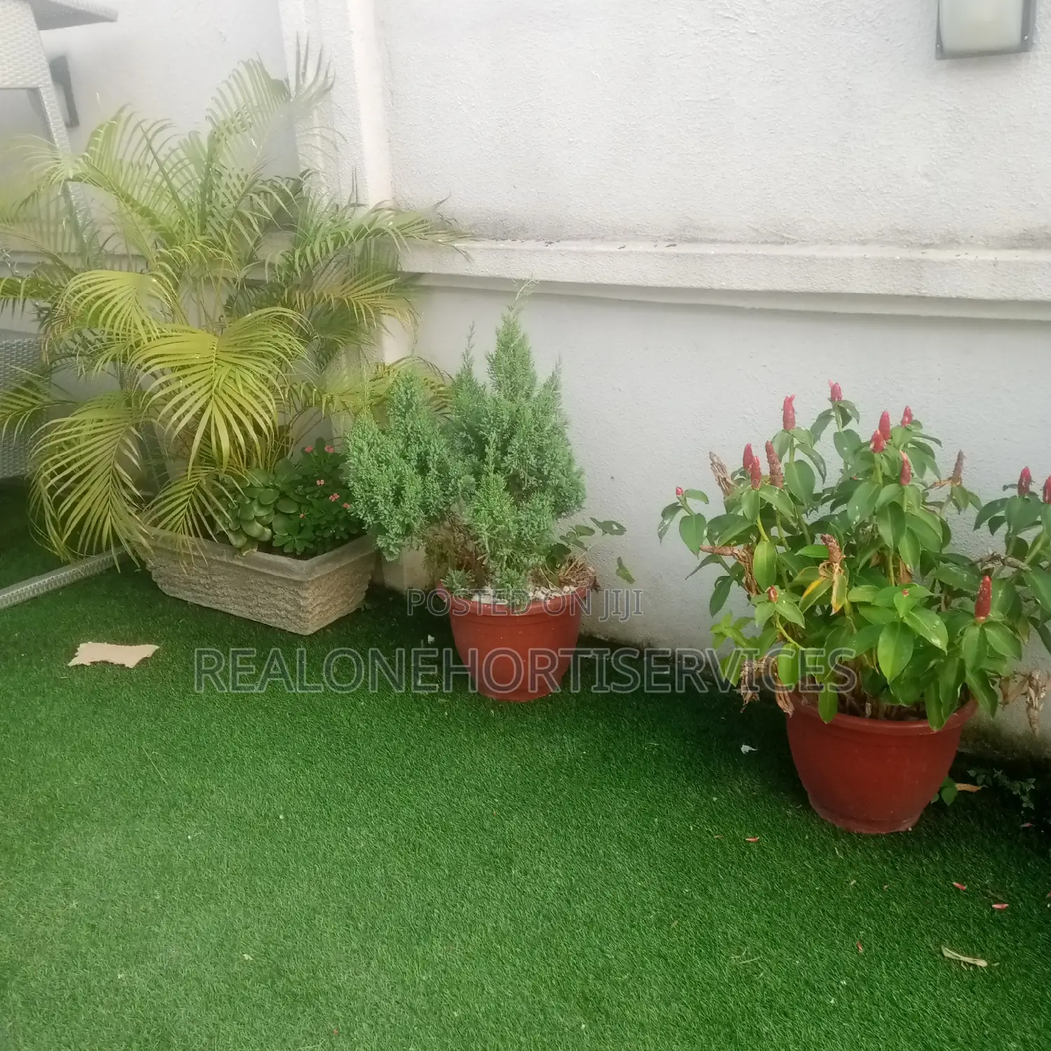Stunning Live Potted Plants for Homes, School, Hotels Decor