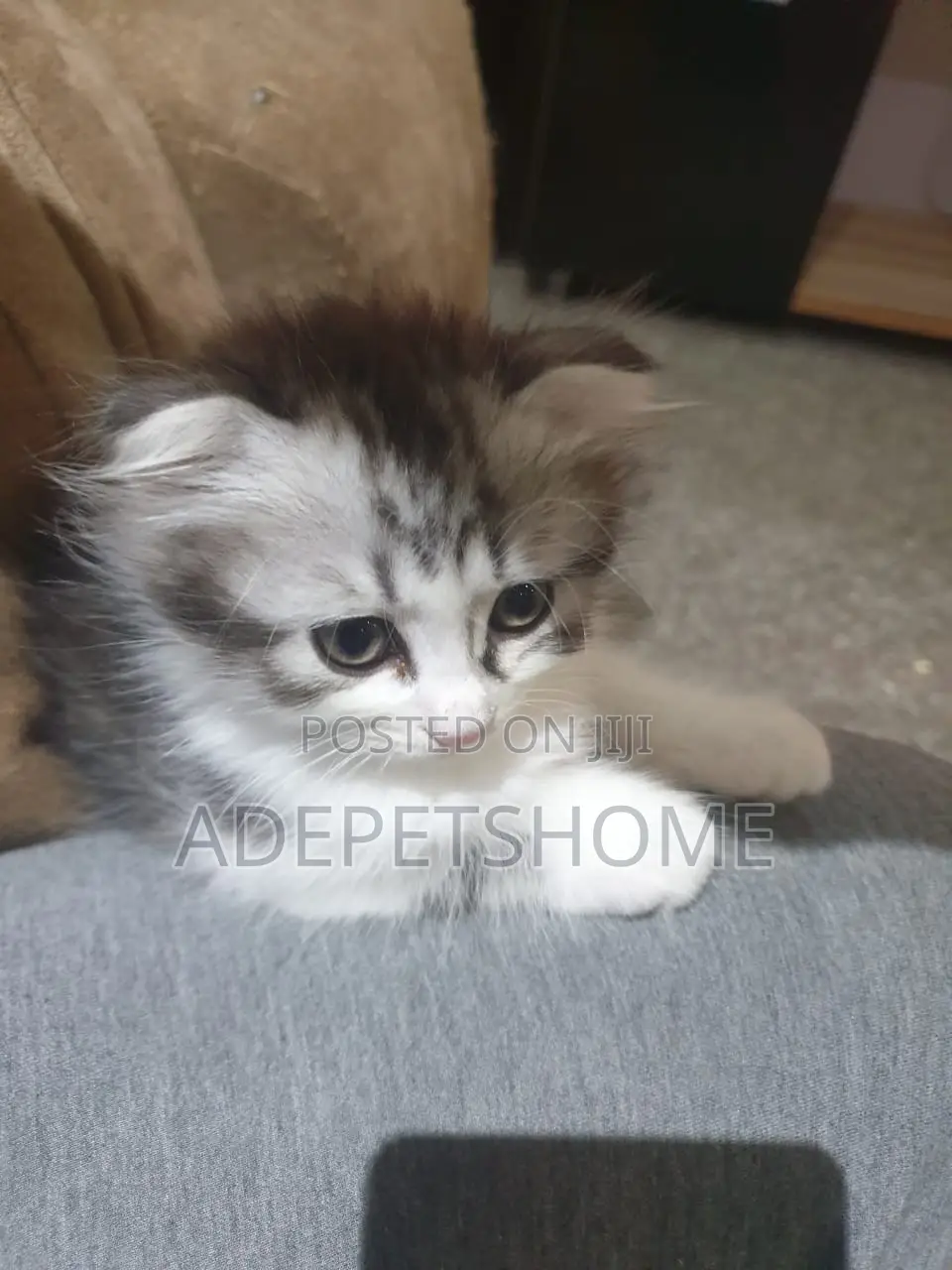 1-3 months Female Purebred Scottish Fold