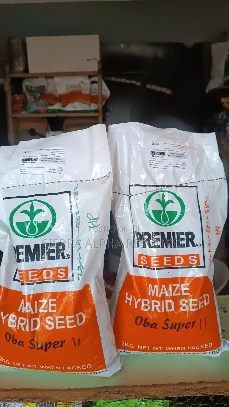 Maize Seeds